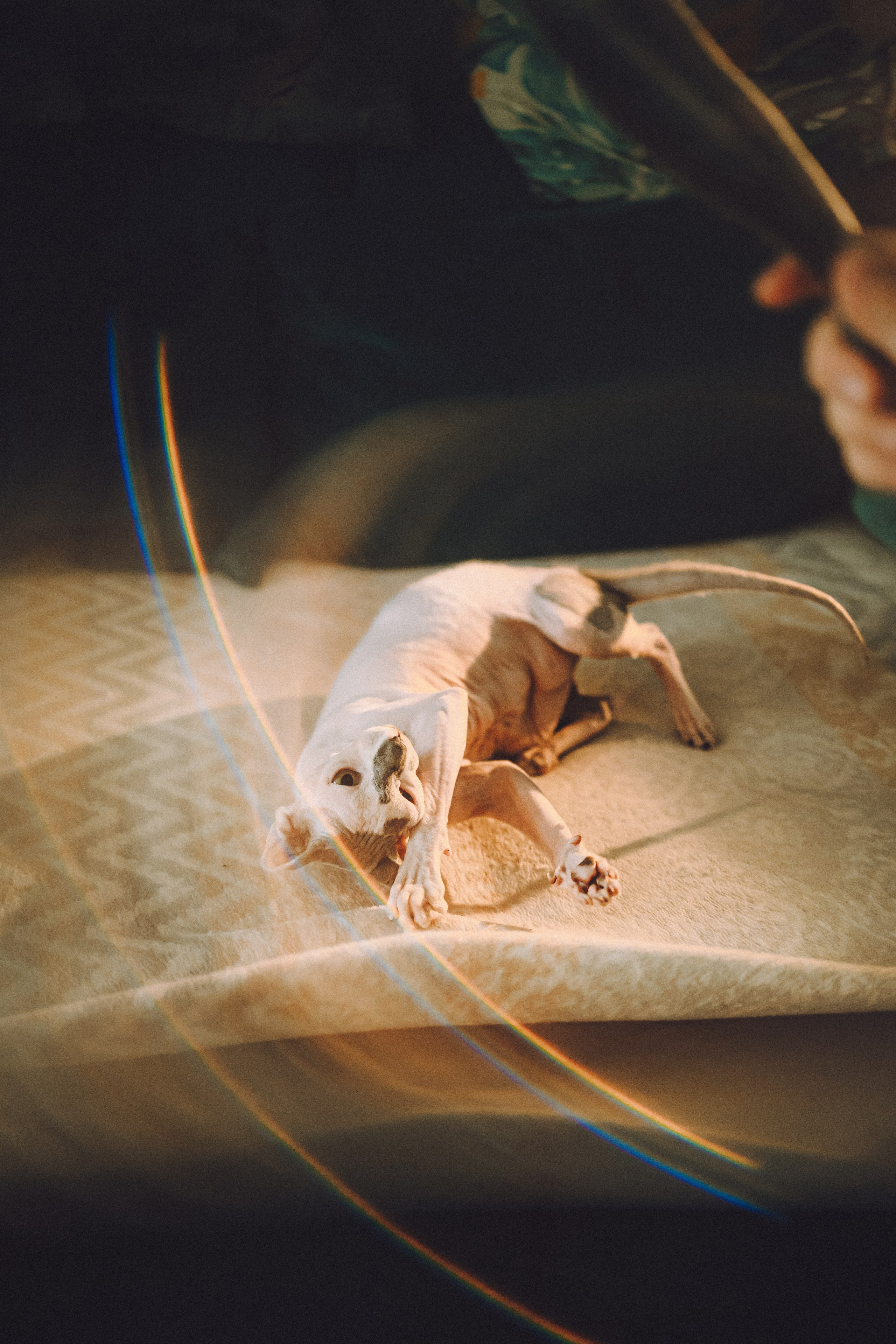 Топик и его семья