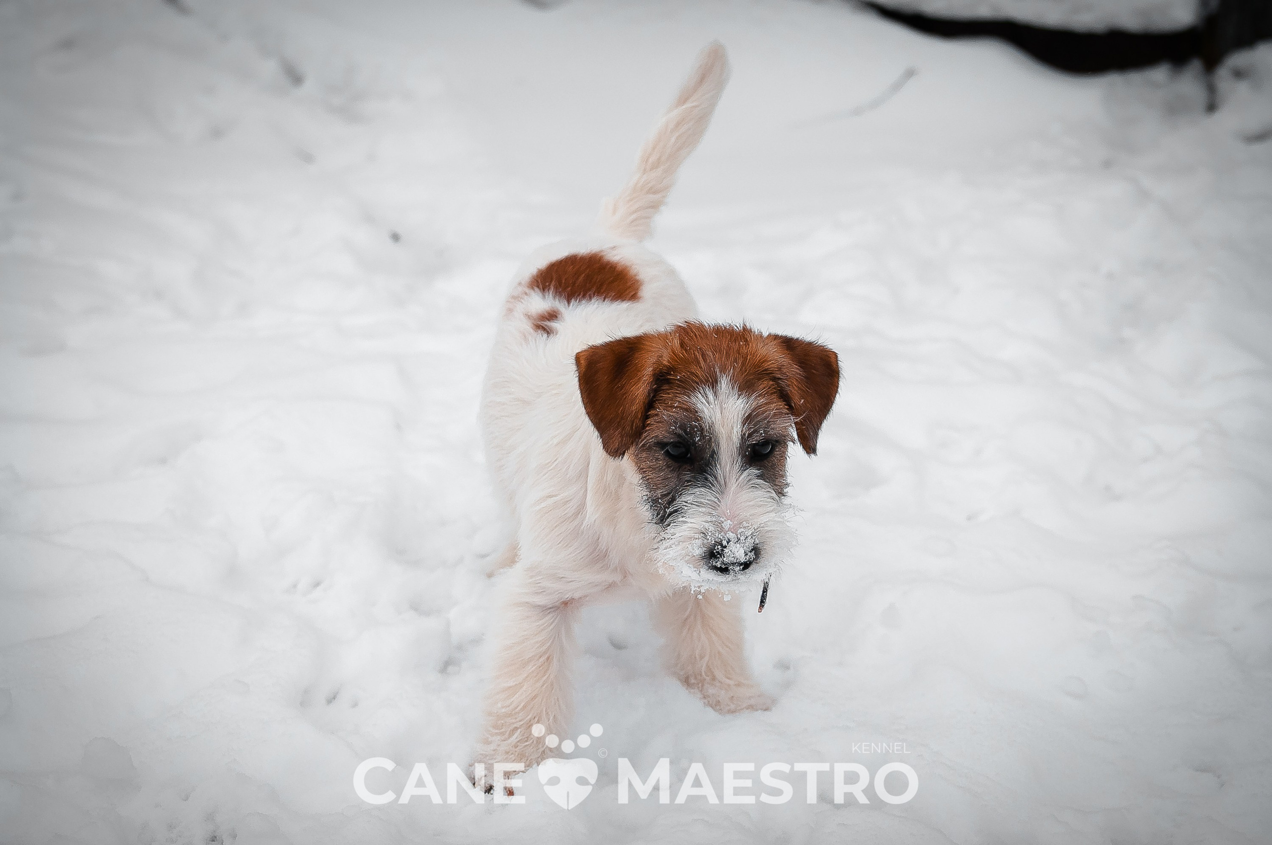 Щенок кобель ДРТ. КАНЕ МАЭСТРО — питомник Джек рассел терьеров