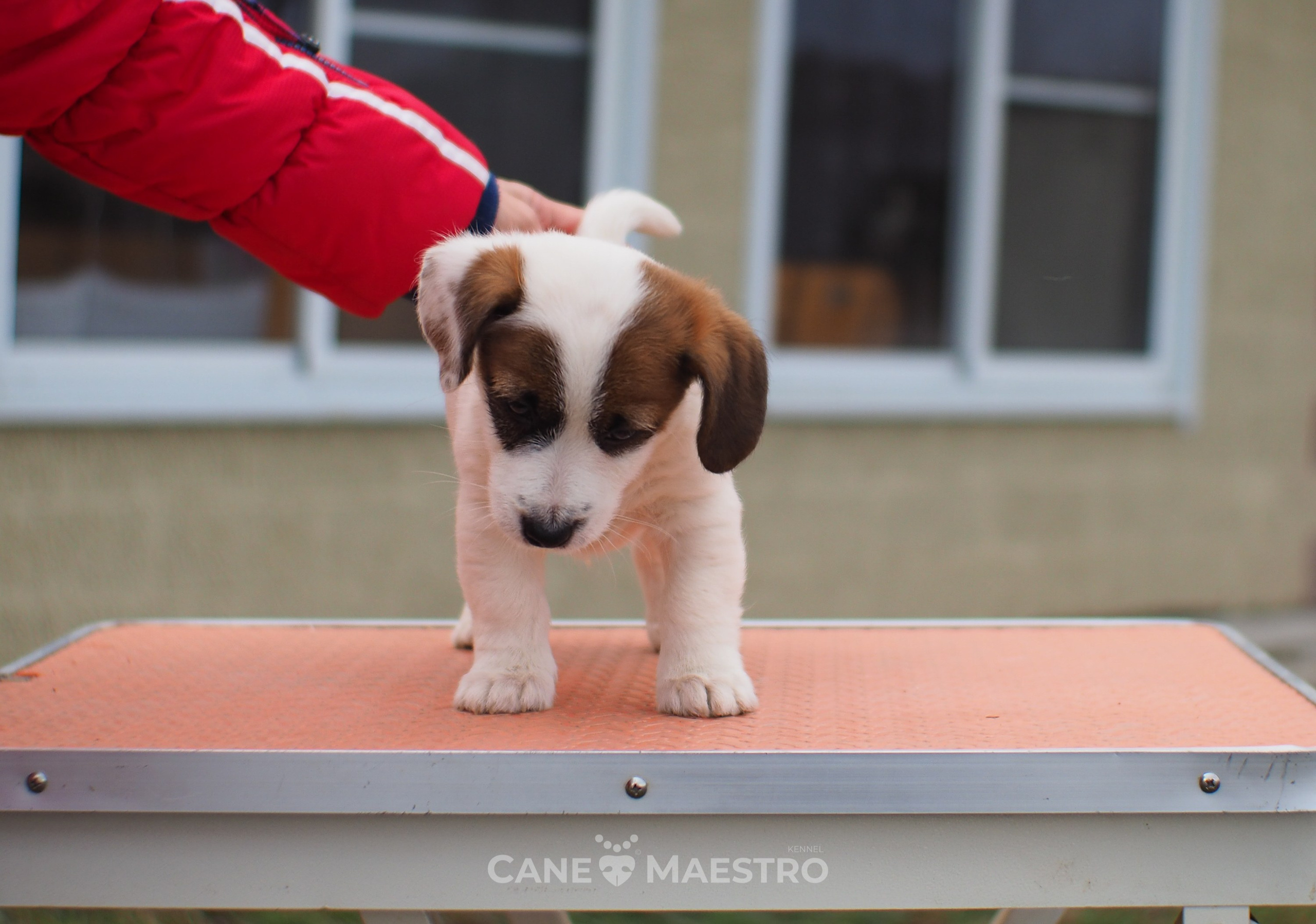 1КОБЛ_МОНОКЛЬ_Ц_ЛИТТЕР. CANE MAESTRO — kennel Jack Russell Terrier