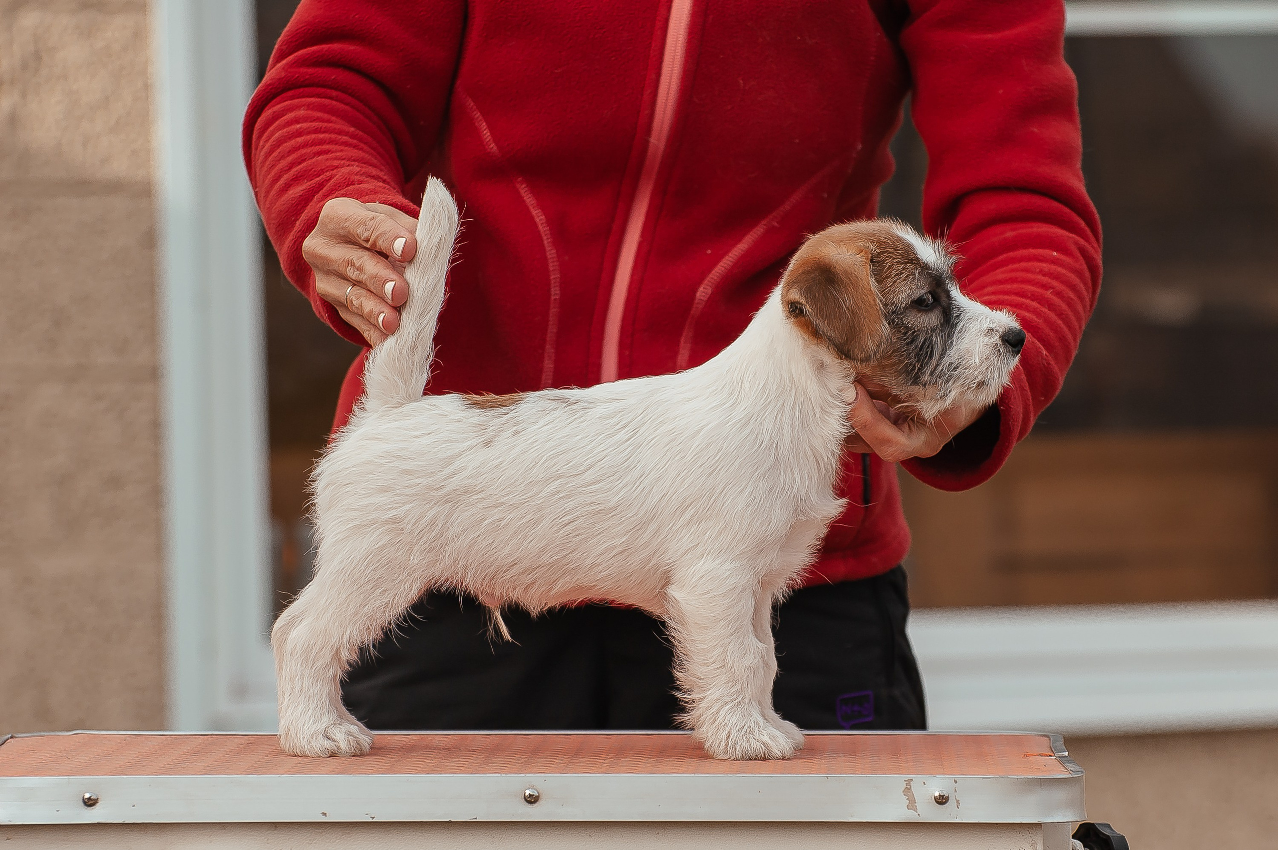 Щенок кобель ДРТ. КАНЕ МАЭСТРО — питомник Джек рассел терьеров