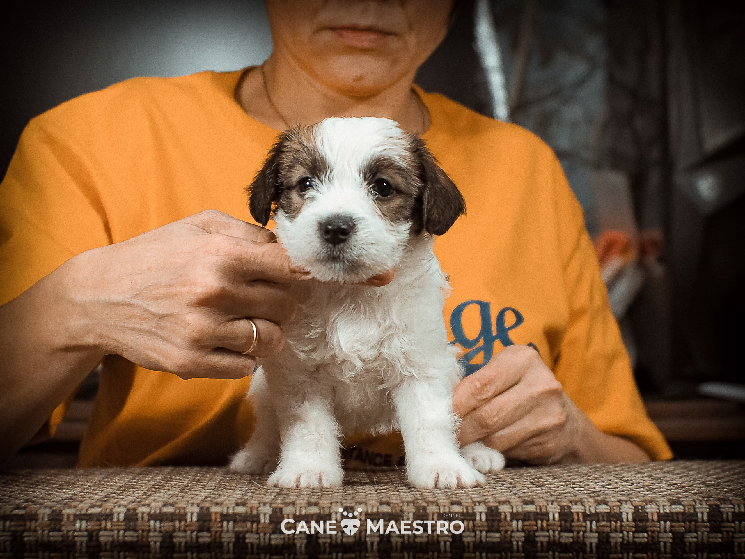 Сук_21_12_25. CANE MAESTRO — kennel Jack Russell Terrier