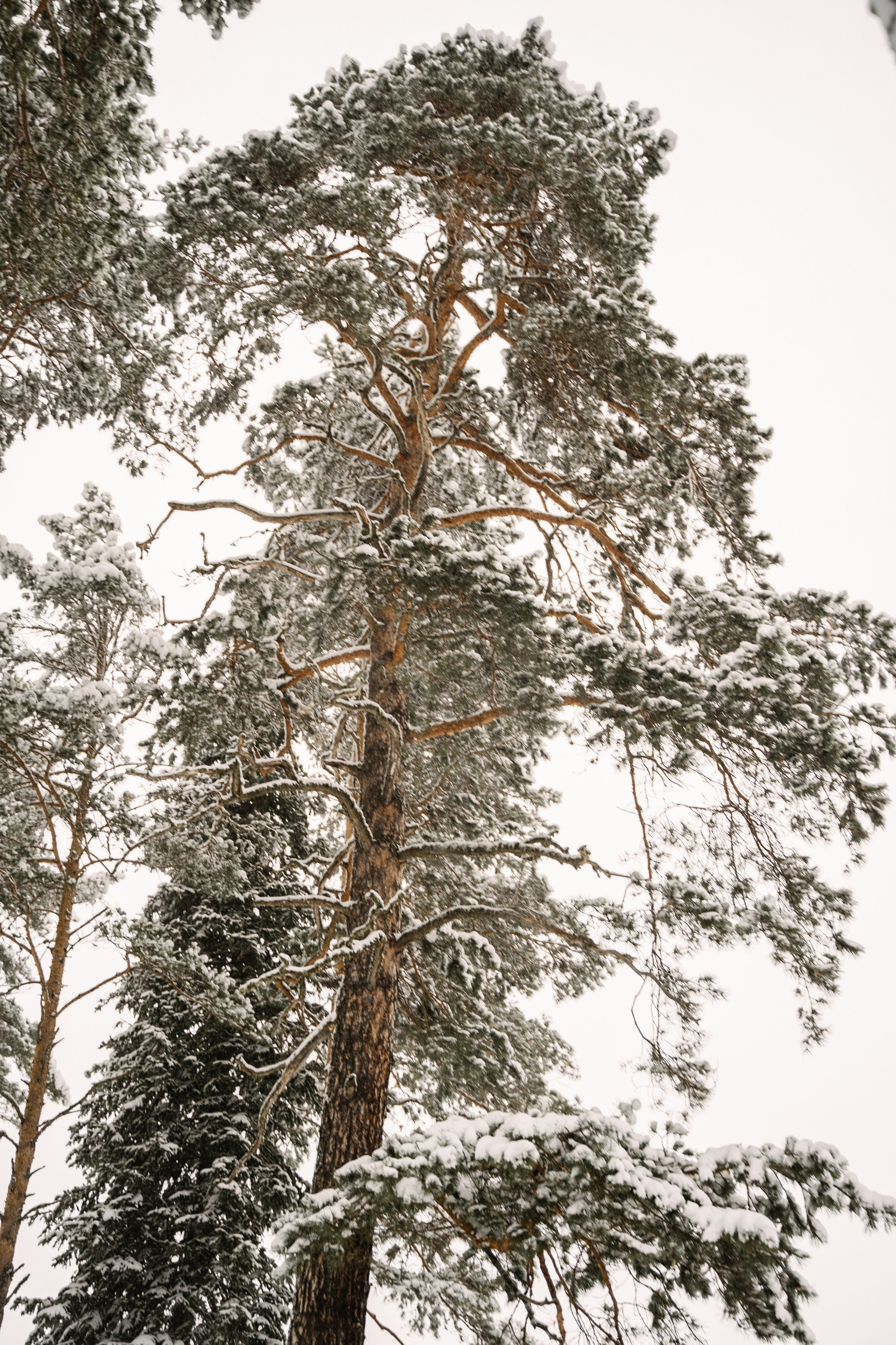 Релекс ТЕЛЕЦКОЕ. Фотограф Ольга Пучкова