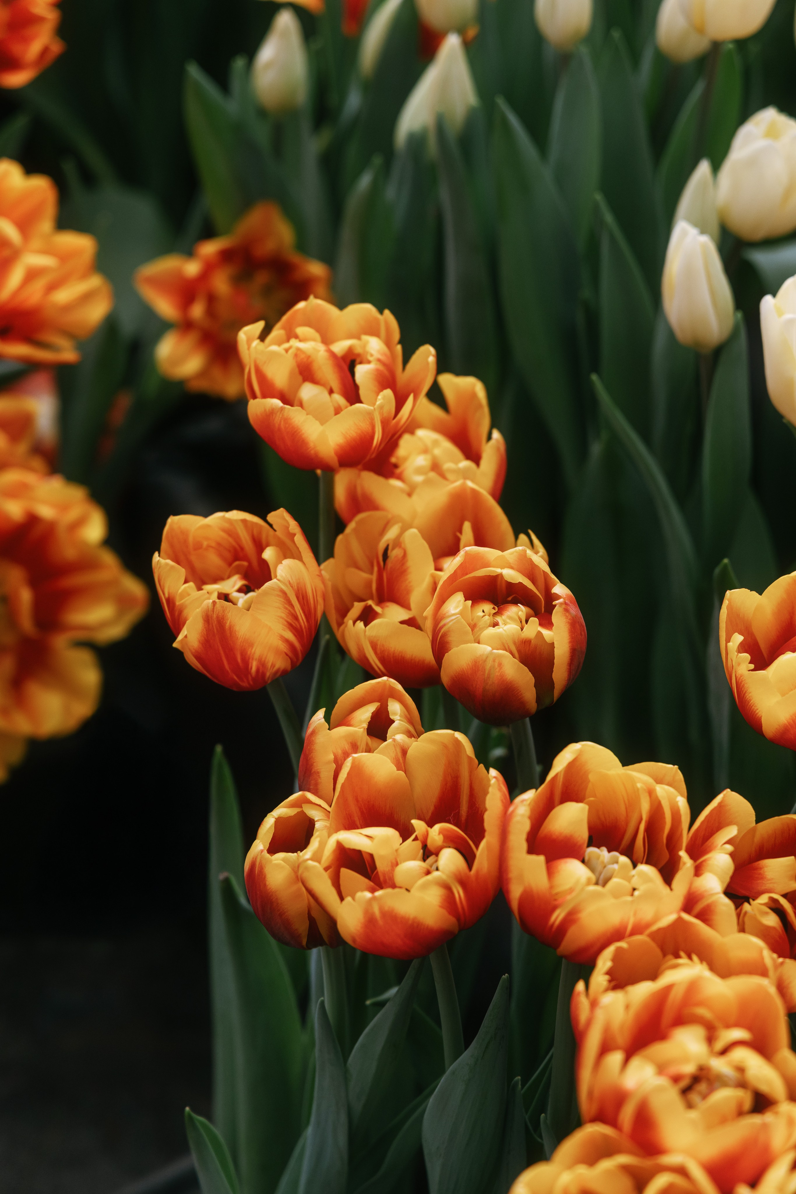 Оранжевые тюльпаны (вертикальная фотография)