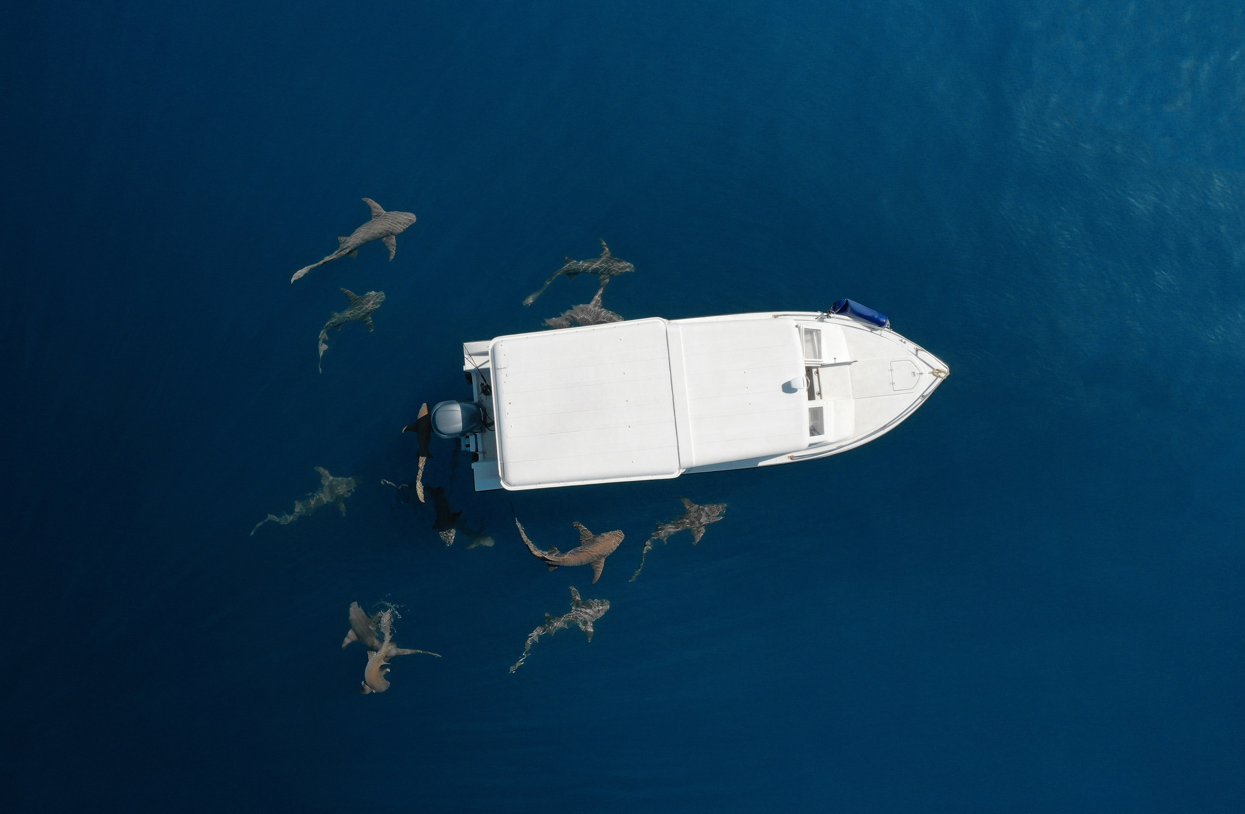 Туристическое агентство на Мальдивах Velaa Trips