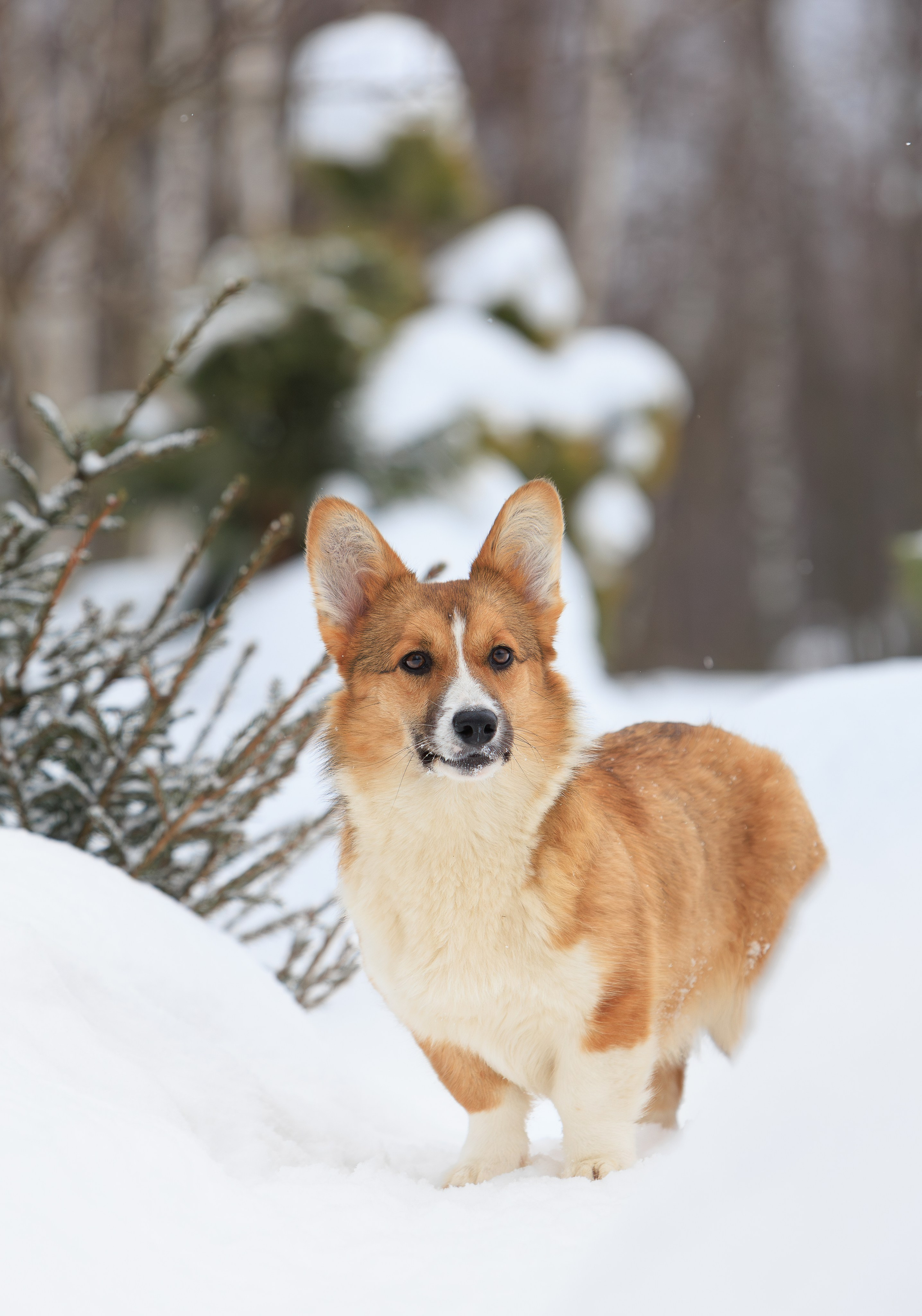 Корги и ВЕО зимой. Фотограф-анималист в Москве, МО и Владимире