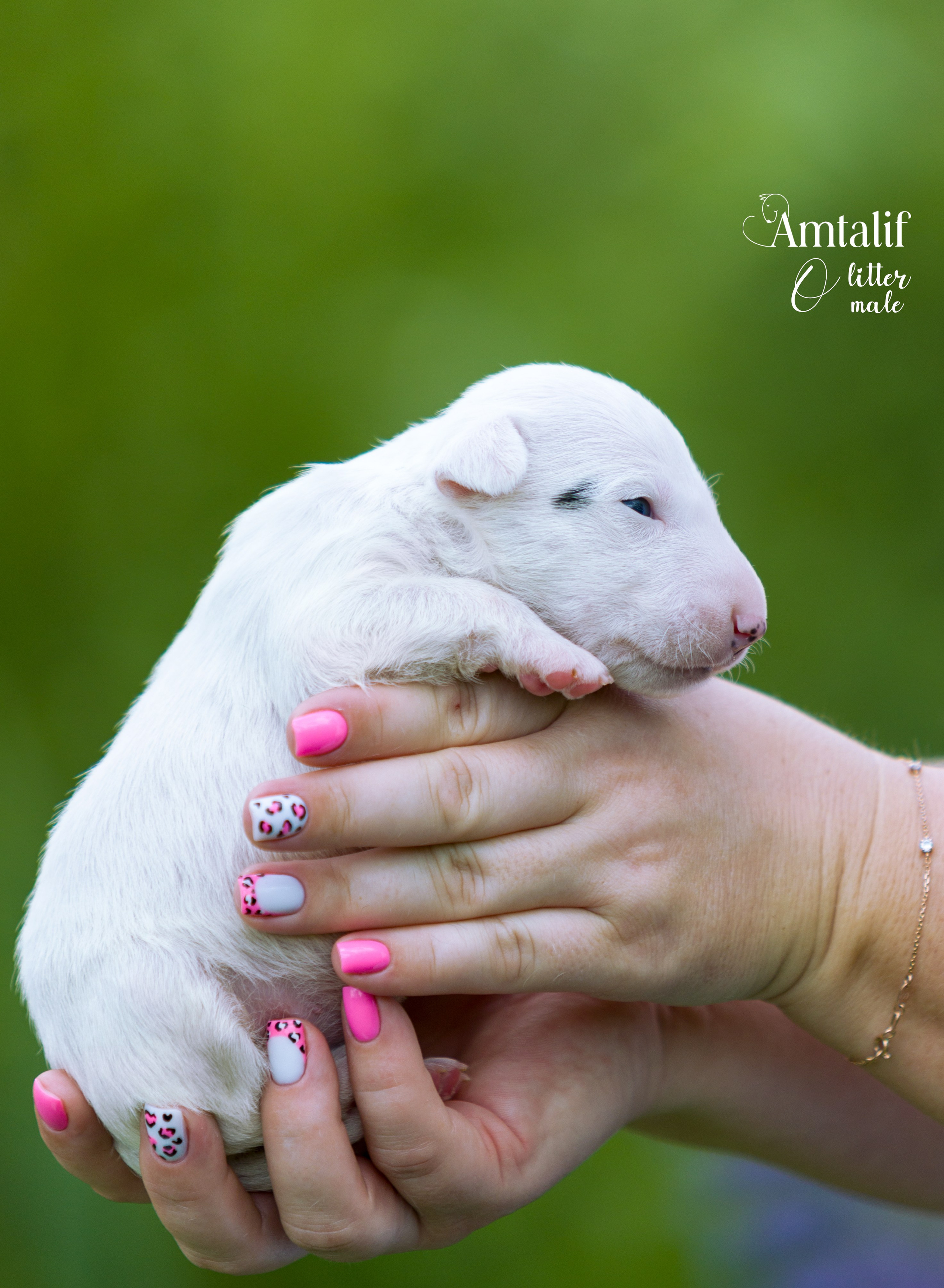 Миниатюрный бультерьер. Фотограф — анималист Татьяна Ли
