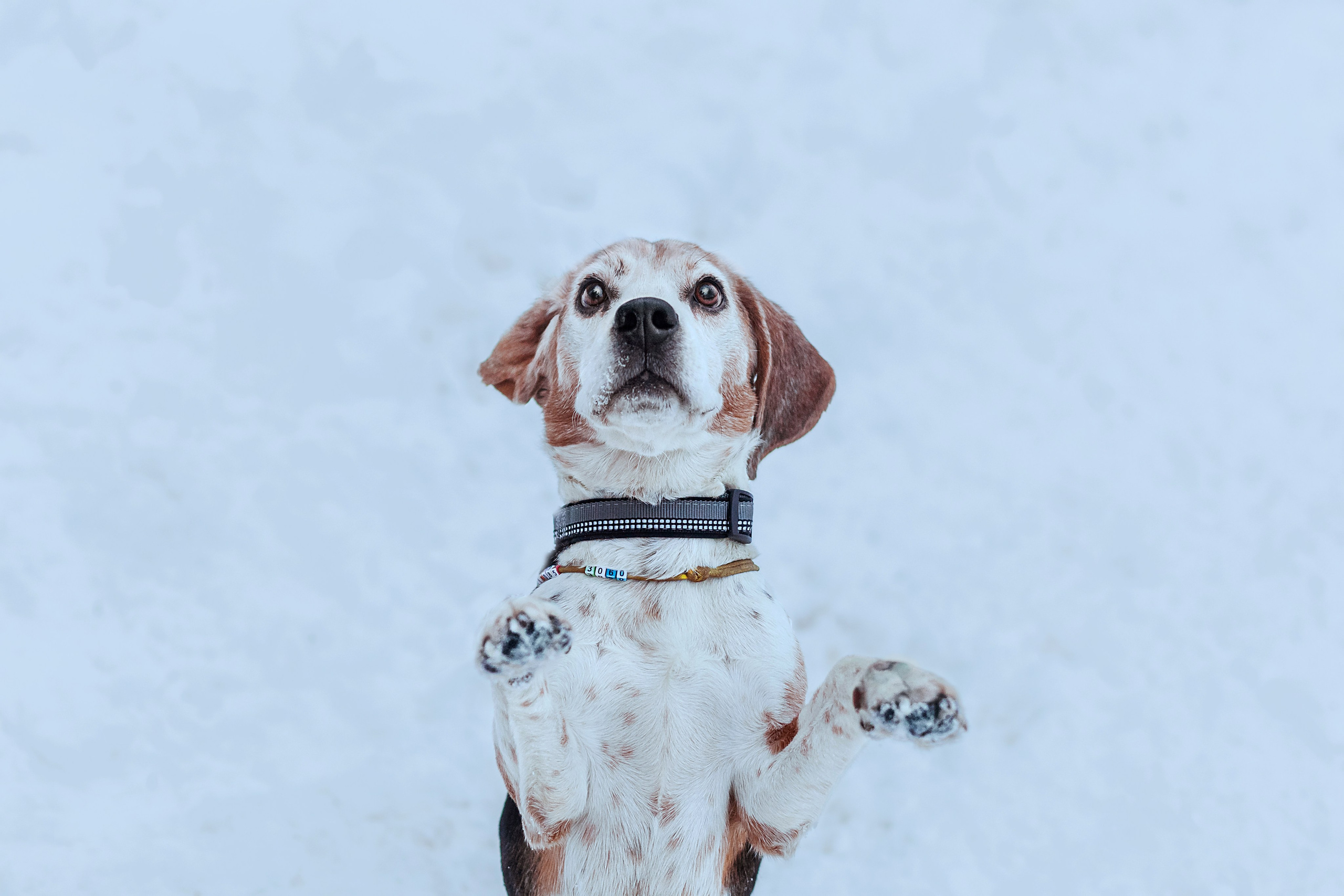 Дом для Биглей 2023. Фотограф-анималист Татьяна Степанова