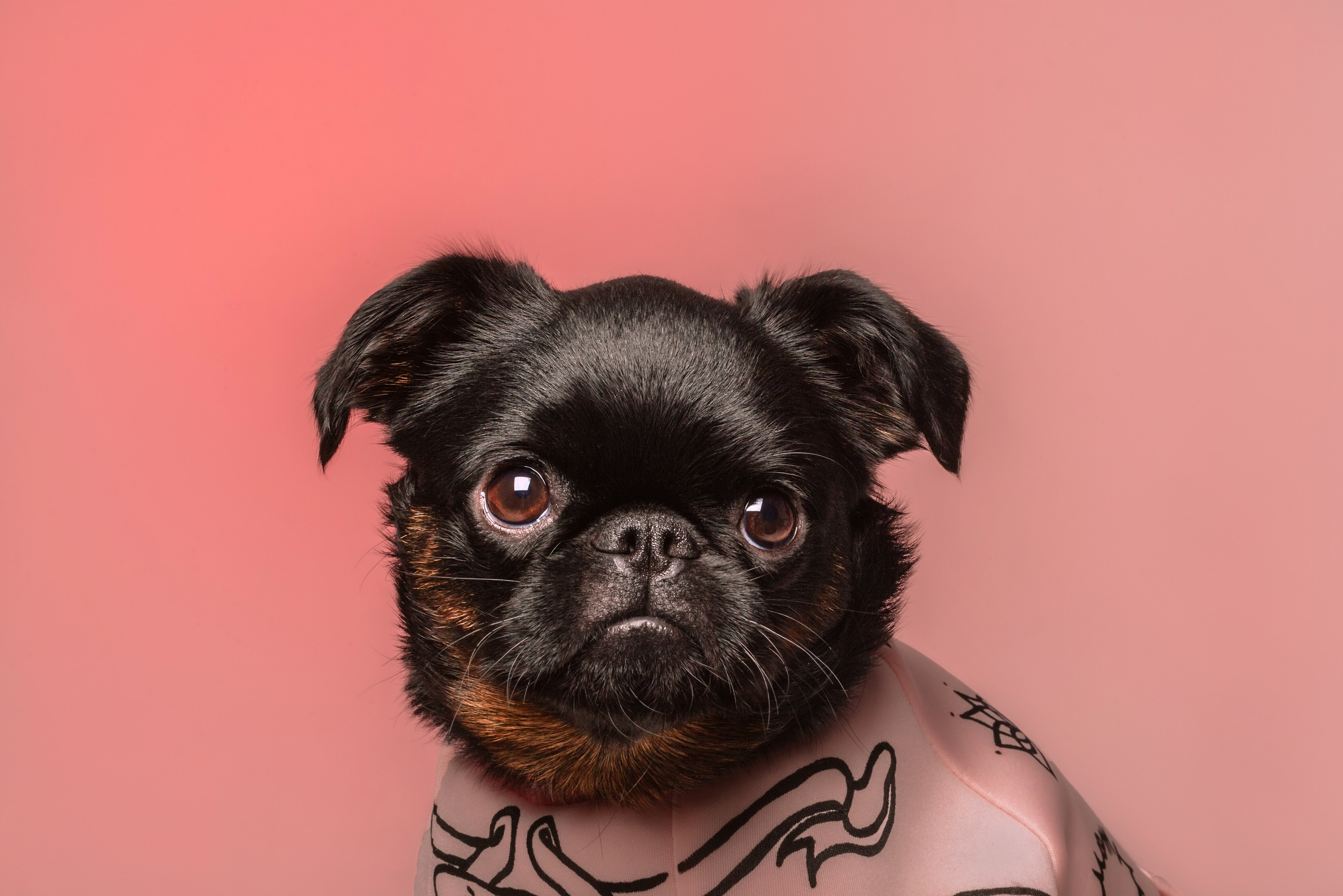 Студийная фотосессия с цветным светом. Фотограф-анималист Татьяна Степанова