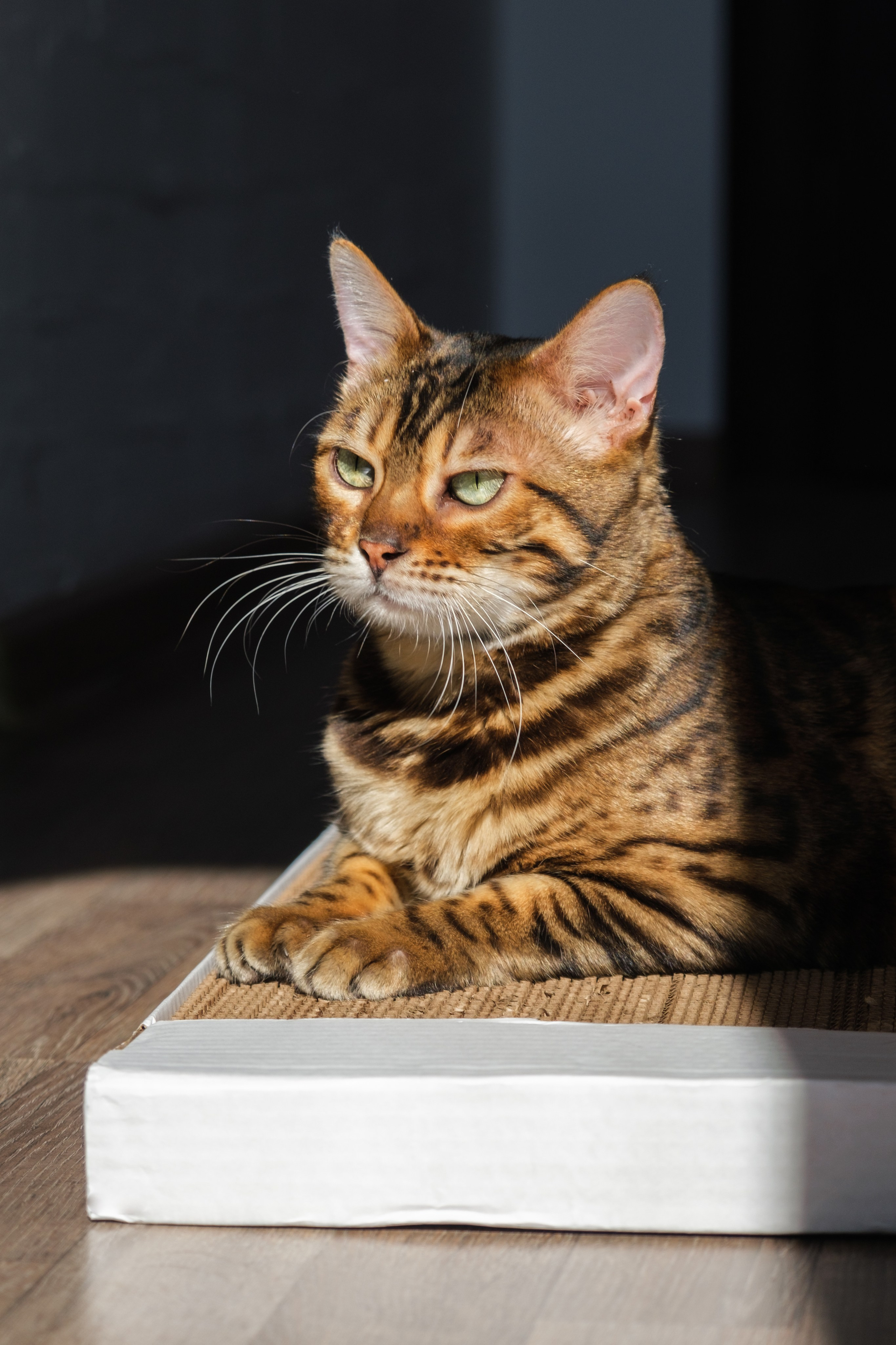 Когтеточки из картона. Зоофотограф, фотограф животных в Москве и области Дина Дамоцева