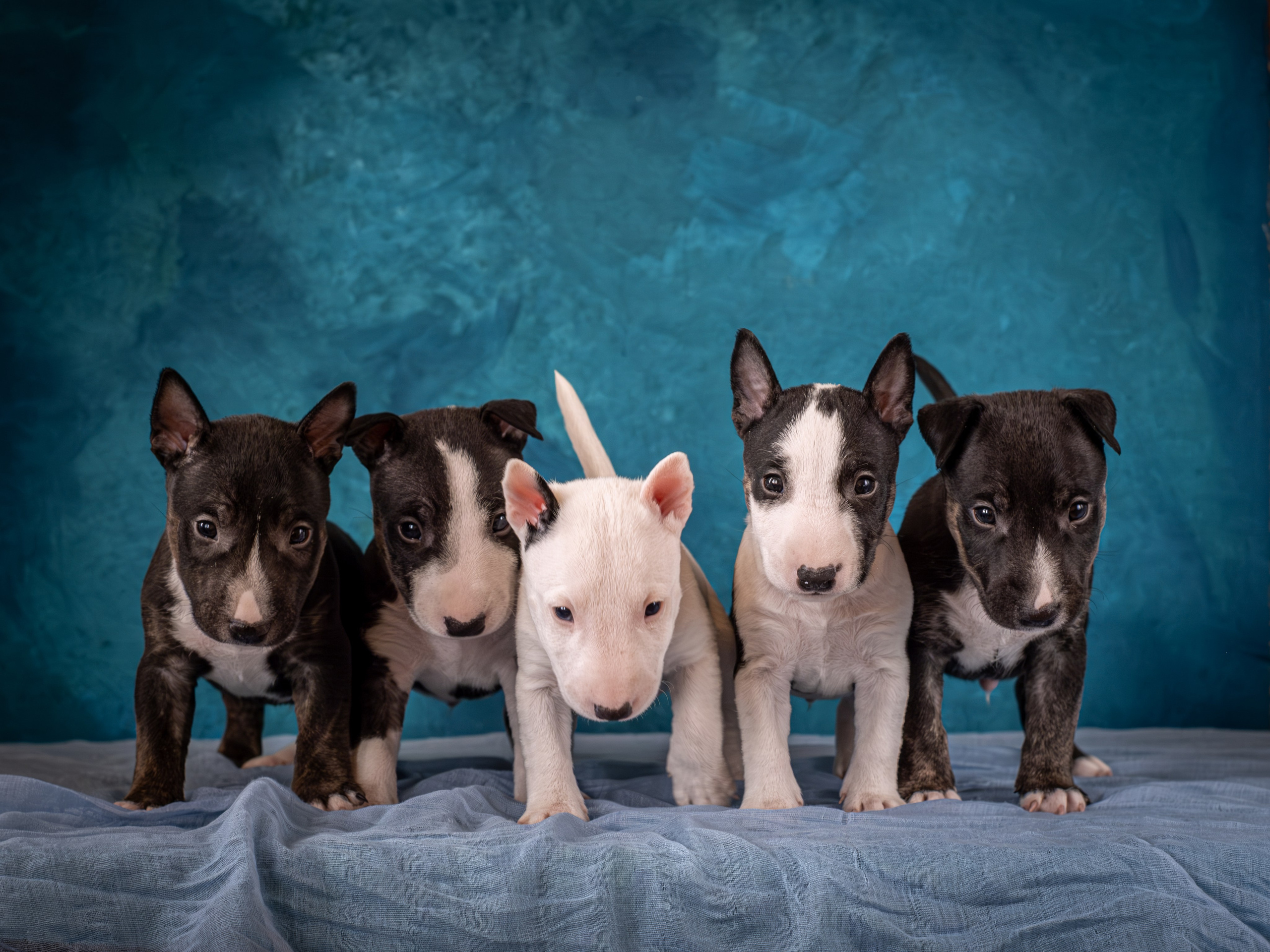 Сладкие булочки (МБТ — миниатюрный бультерьер) для Ильи). Зоофотограф, фотограф животных в Москве и области Дина Дамоцева