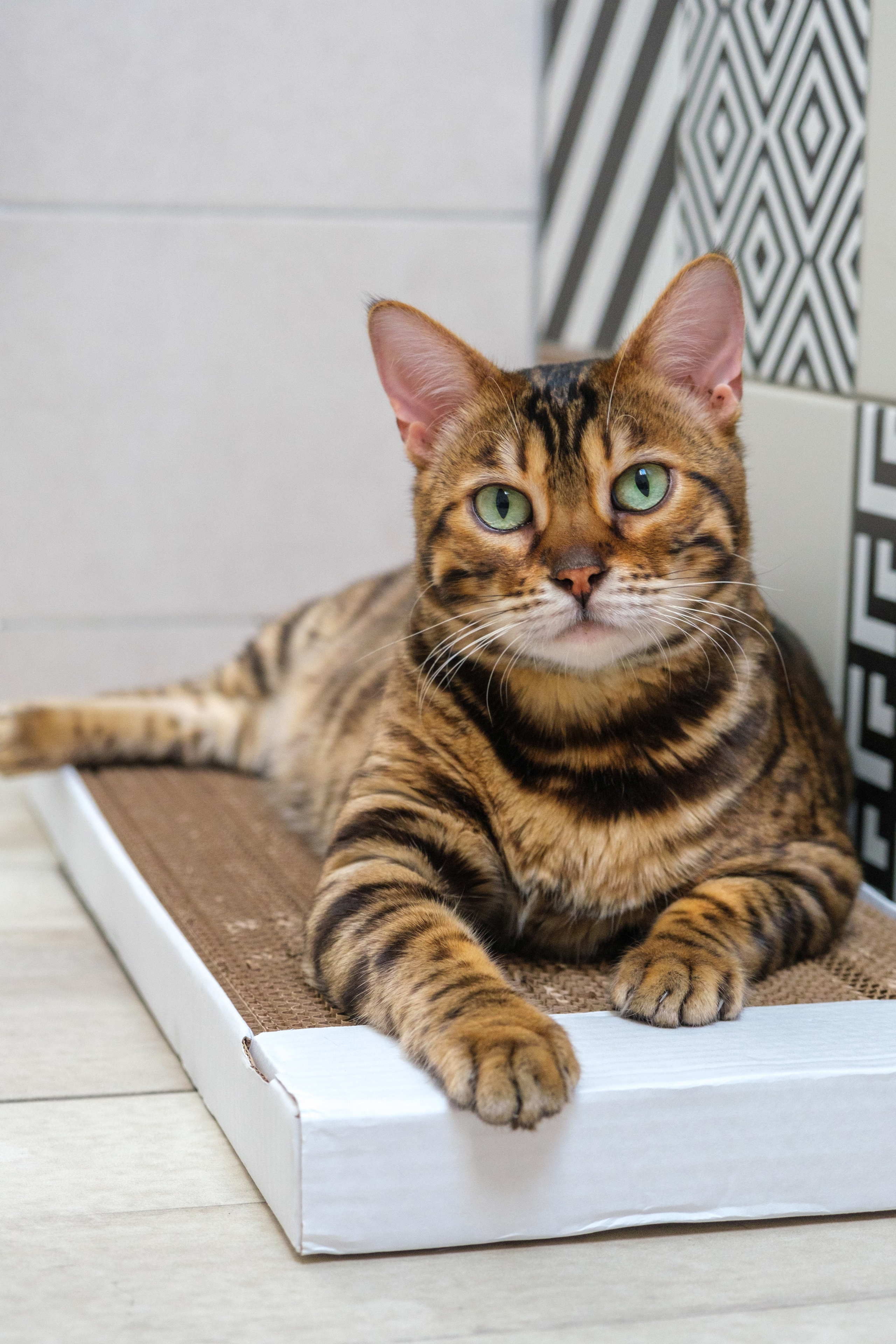 Когтеточки из картона. Зоофотограф, фотограф животных в Москве и области Дина Дамоцева