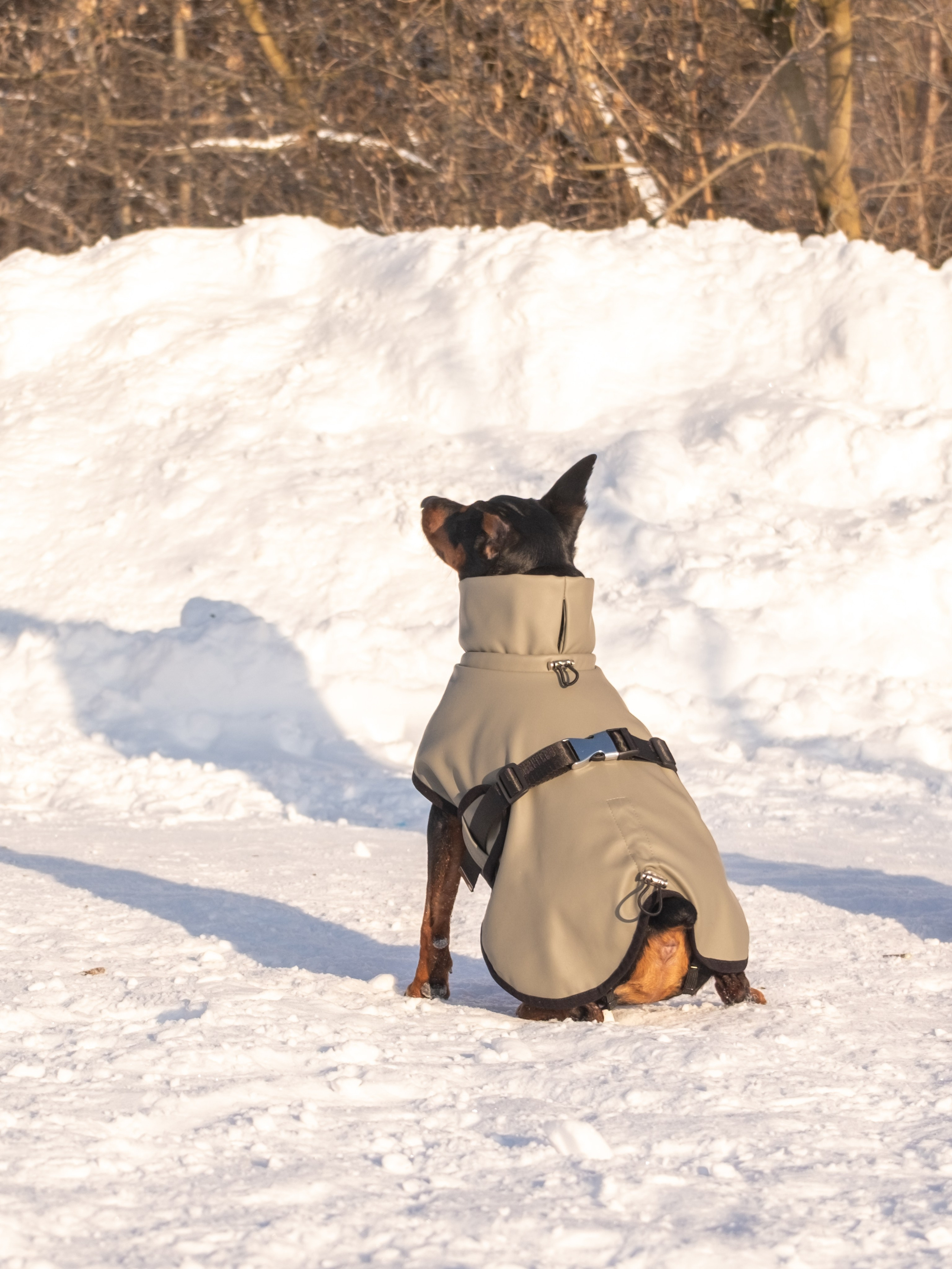 Одежда для собак. Заказчик — Екатерина!. Зоофотограф, фотограф животных в Москве и области Дина Дамоцева