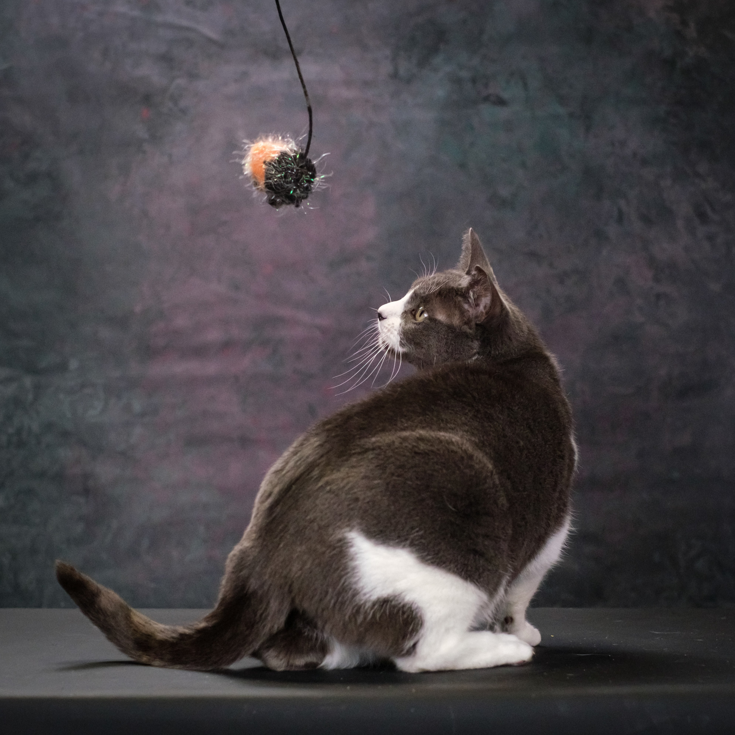 Котики Мурмурии). Зоофотограф, фотограф животных в Москве и области Дина Дамоцева