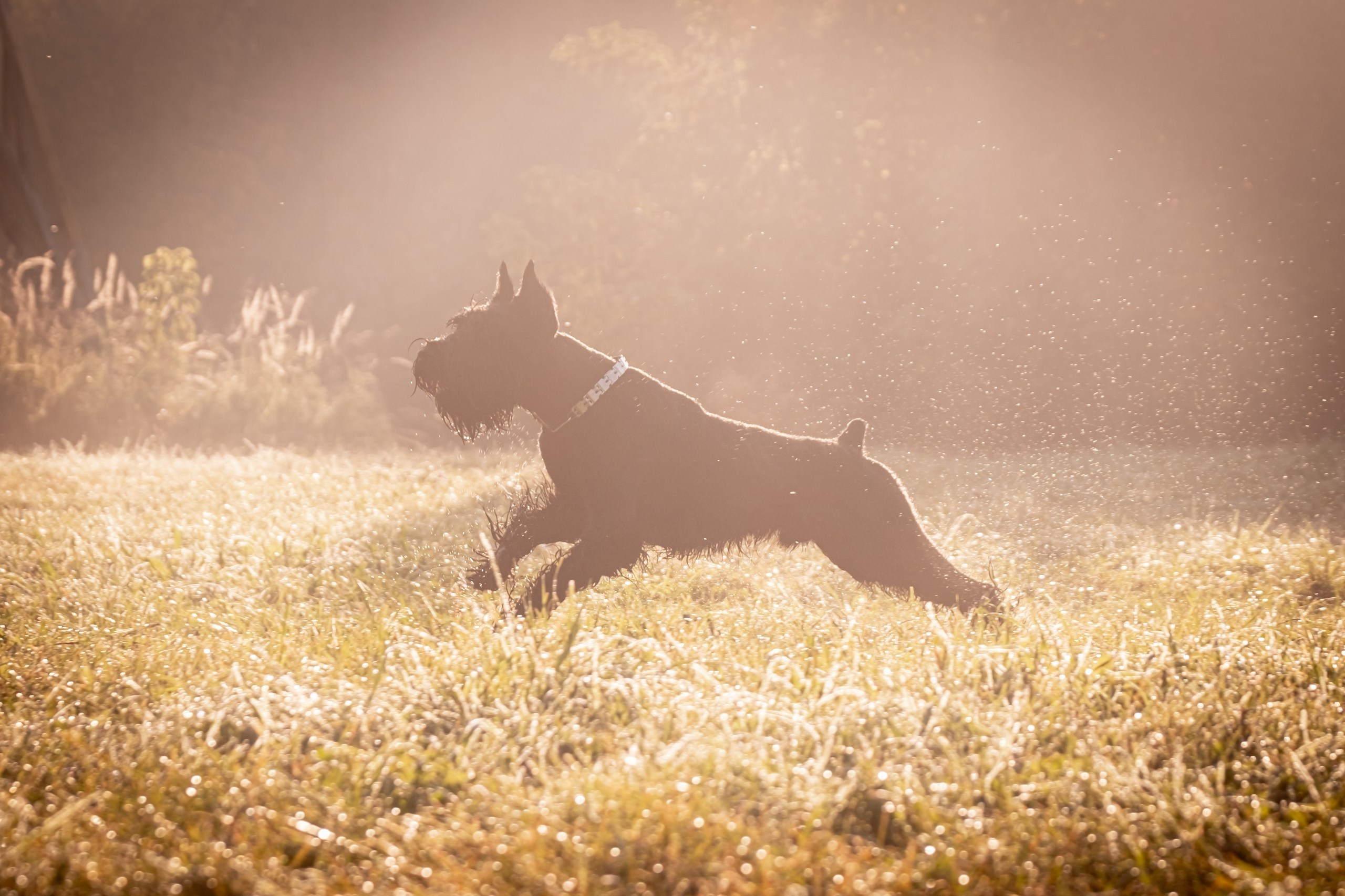 Прекрасная семья Ксении. Зоофотограф, фотограф животных в Москве и области Дина Дамоцева