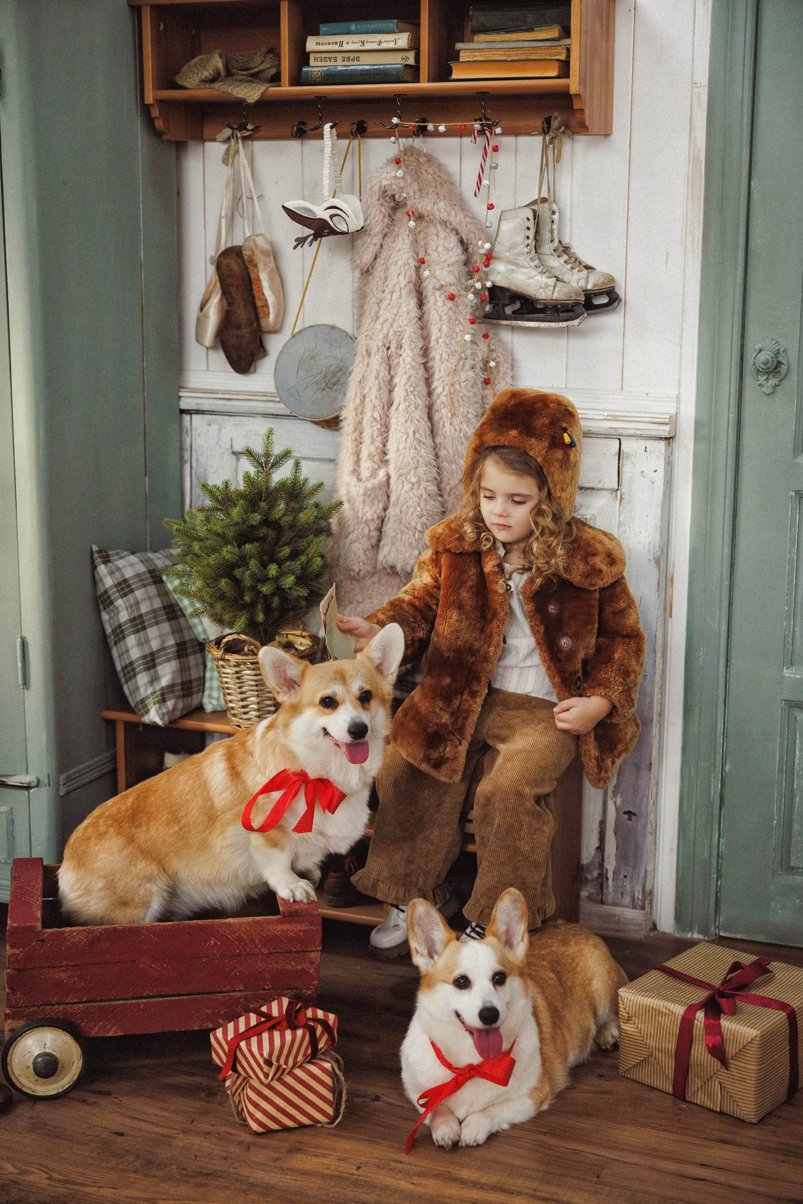 Новогодняя фотосессия с собачками породы Корги, город Краснодар. Семейный и детский фотограф в Краснодаре Анна Трашкова