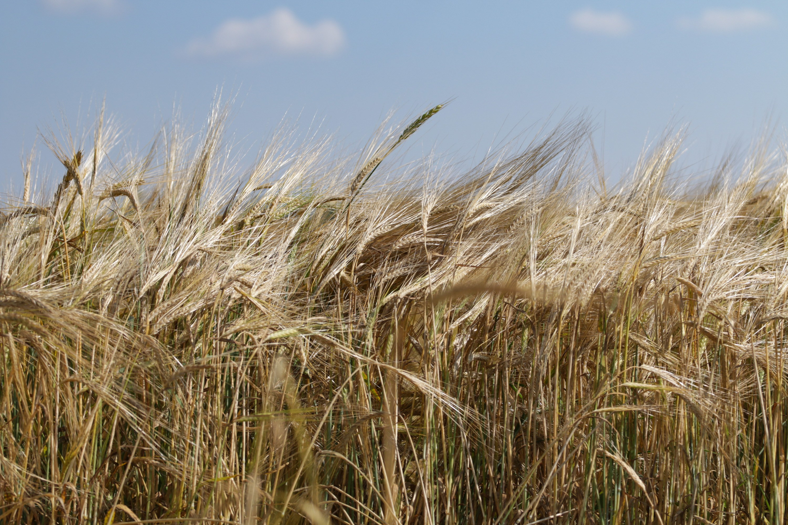 GOLDEN RING ULTRA TRAIL 2025. Фотограф Диана Иремадзе