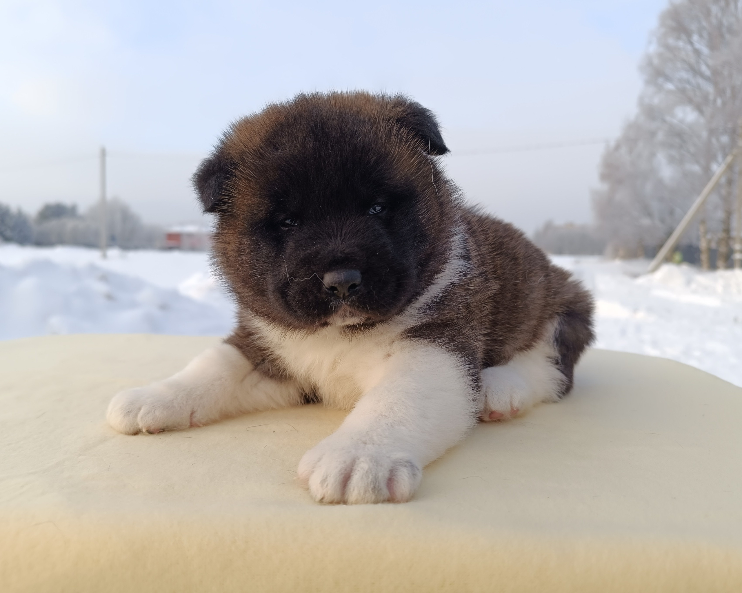 Американская акита  щенки питомник Санкт-Петербург клубные щенки Американская акита питомник RUBYLIGHT Рубилайт купить щенка американской акиты