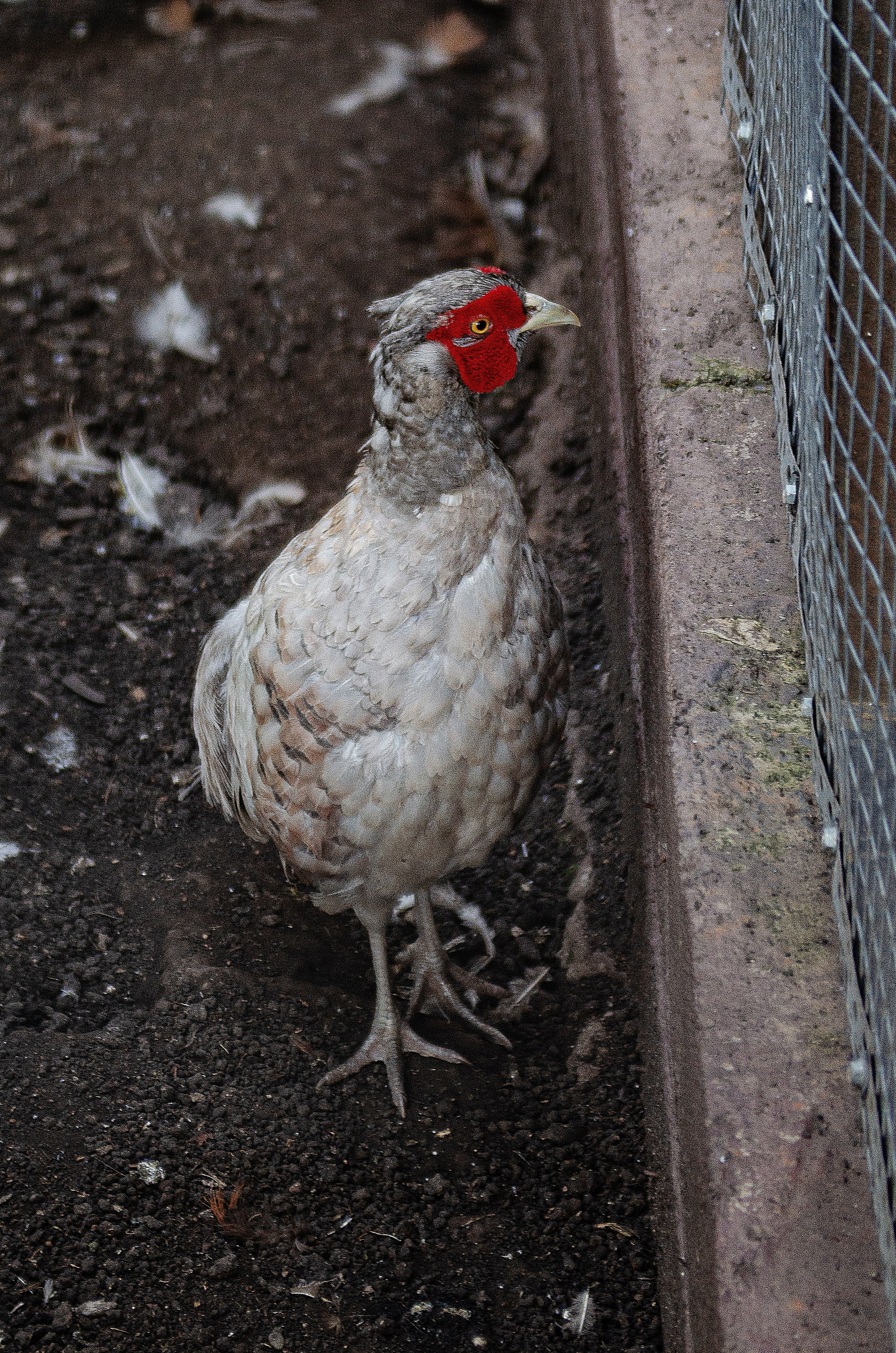 Птицы.Животные. Sreda fotoArt