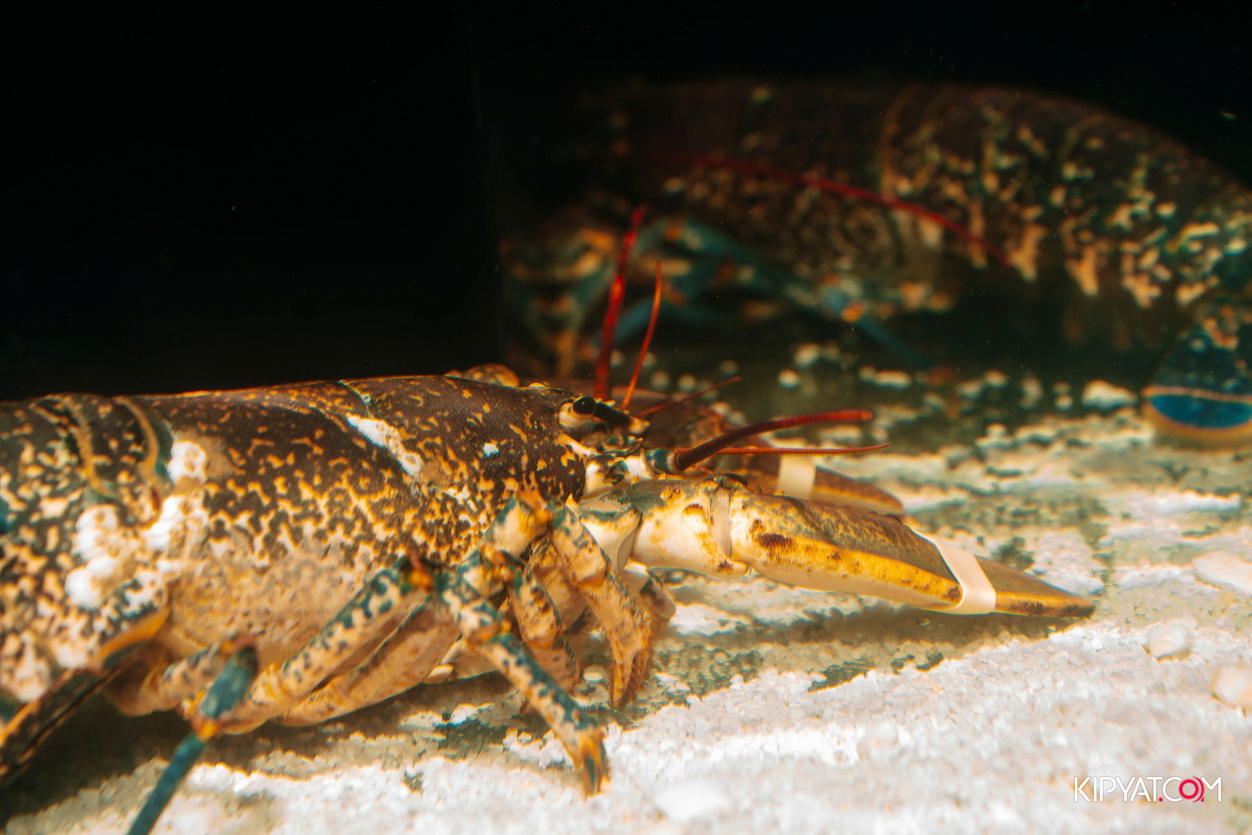 MOOD KARAOKE & TERRACE. КИПЯТКОМ АЛМАТЫ! Фотосъемка мероприятий в Алматы