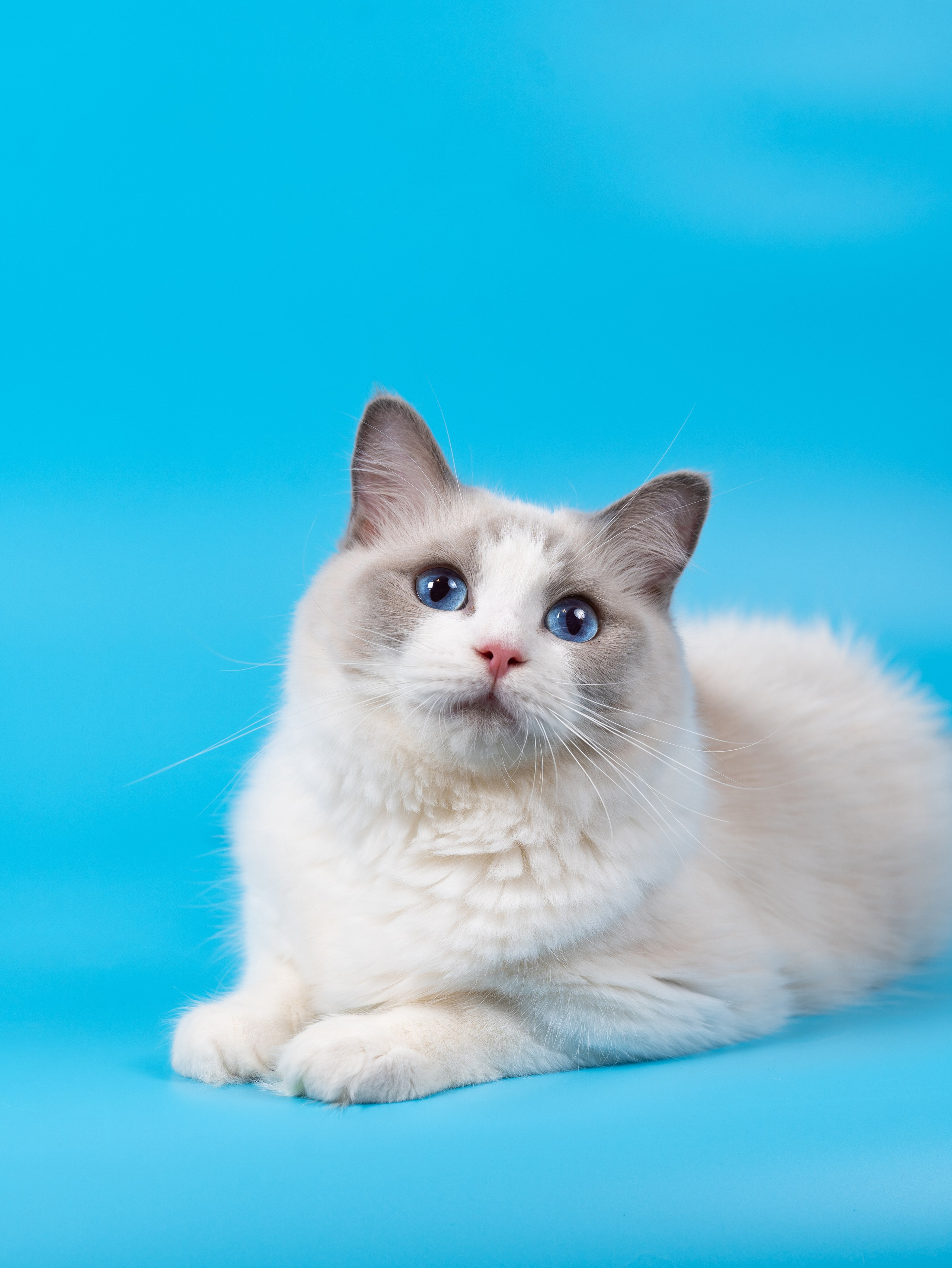 Съемка животных. Фуд, предметный и фотограф анималист в Нижнем Новгороде Иванов Максим