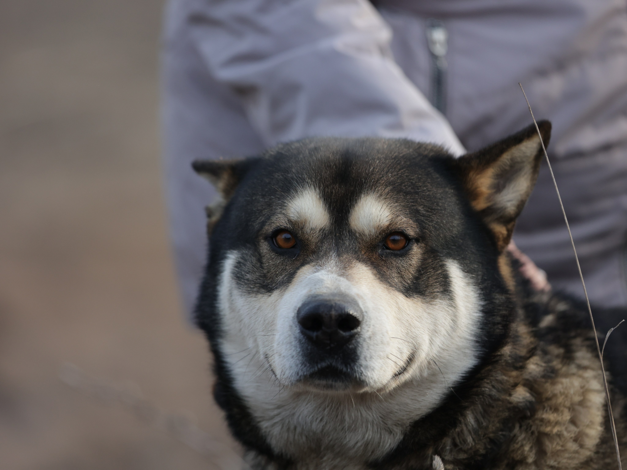 Фотограф Татьяна Марсуверских г. Жуковский, Москва и Мо. Репортажные съёмки, фотосессии,  фотограф анималист, фотосъёмка животных. Фотограф для маркетплейсов, фотоуслуги в Жуковском Татьяна Марсуверских