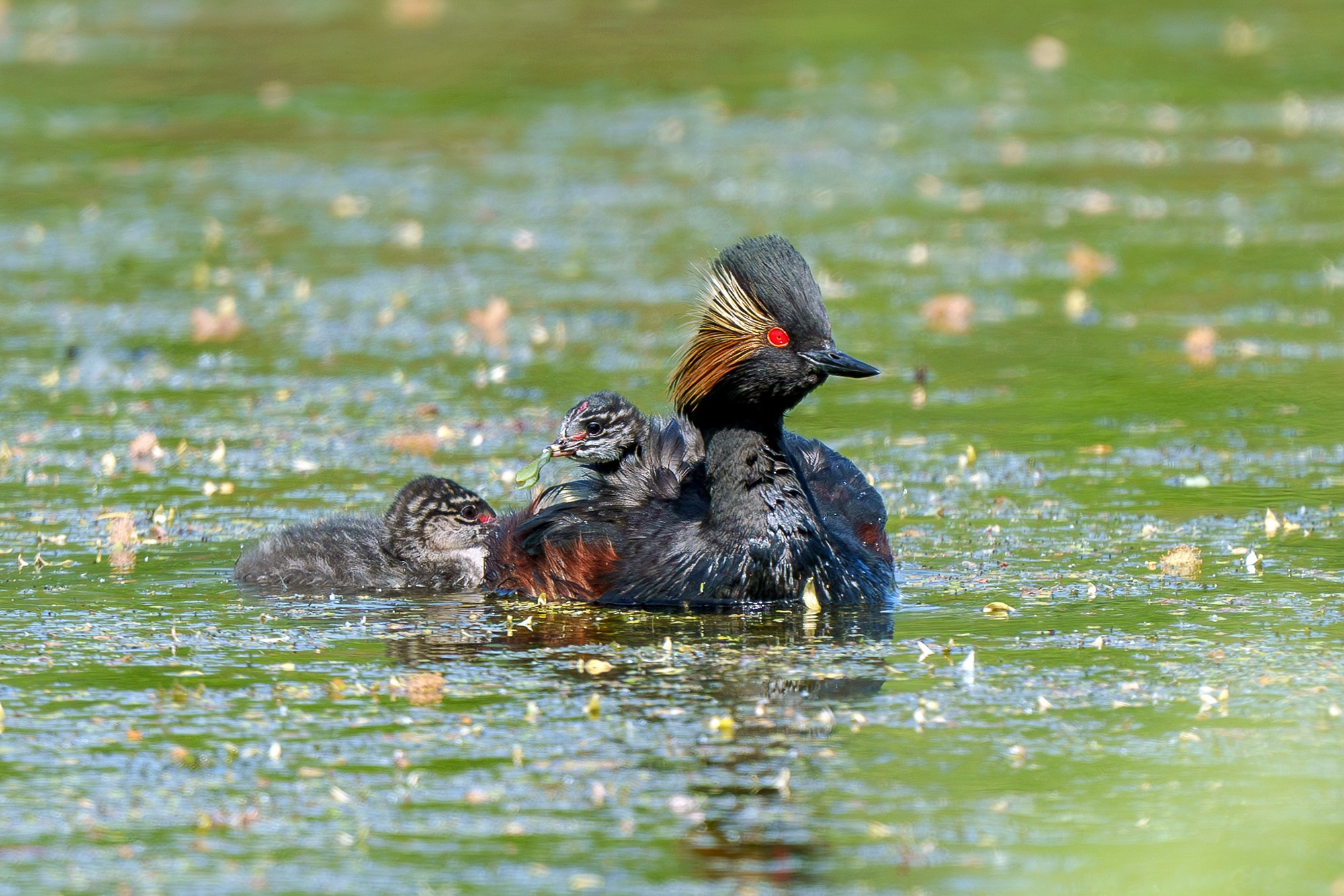Удивительные мир птиц. Вокруг нас столько прекрасного — присмотритесь!. Ваш личный фотограф Марина Волкова