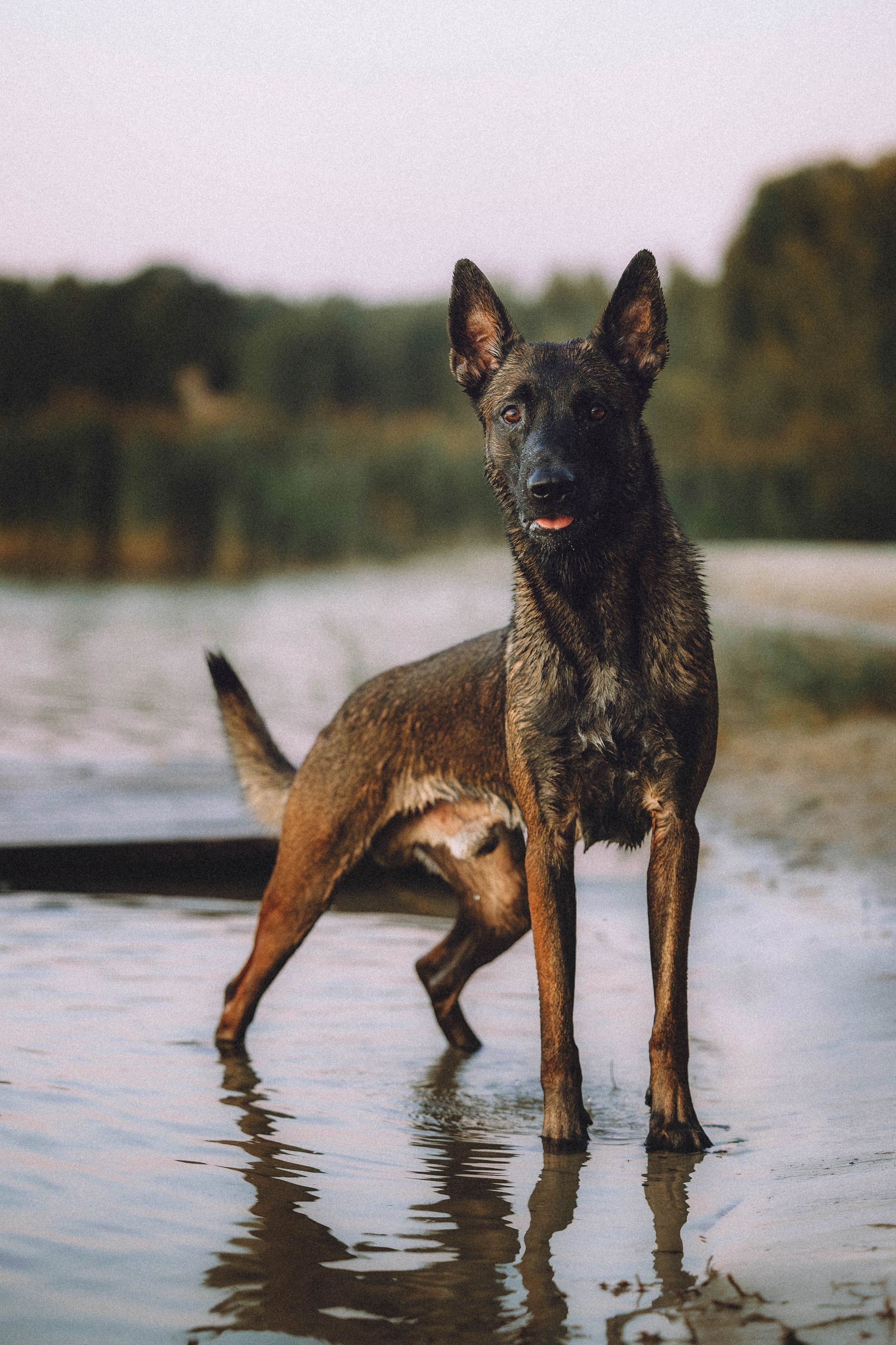 Таня, Ерш и Оллик