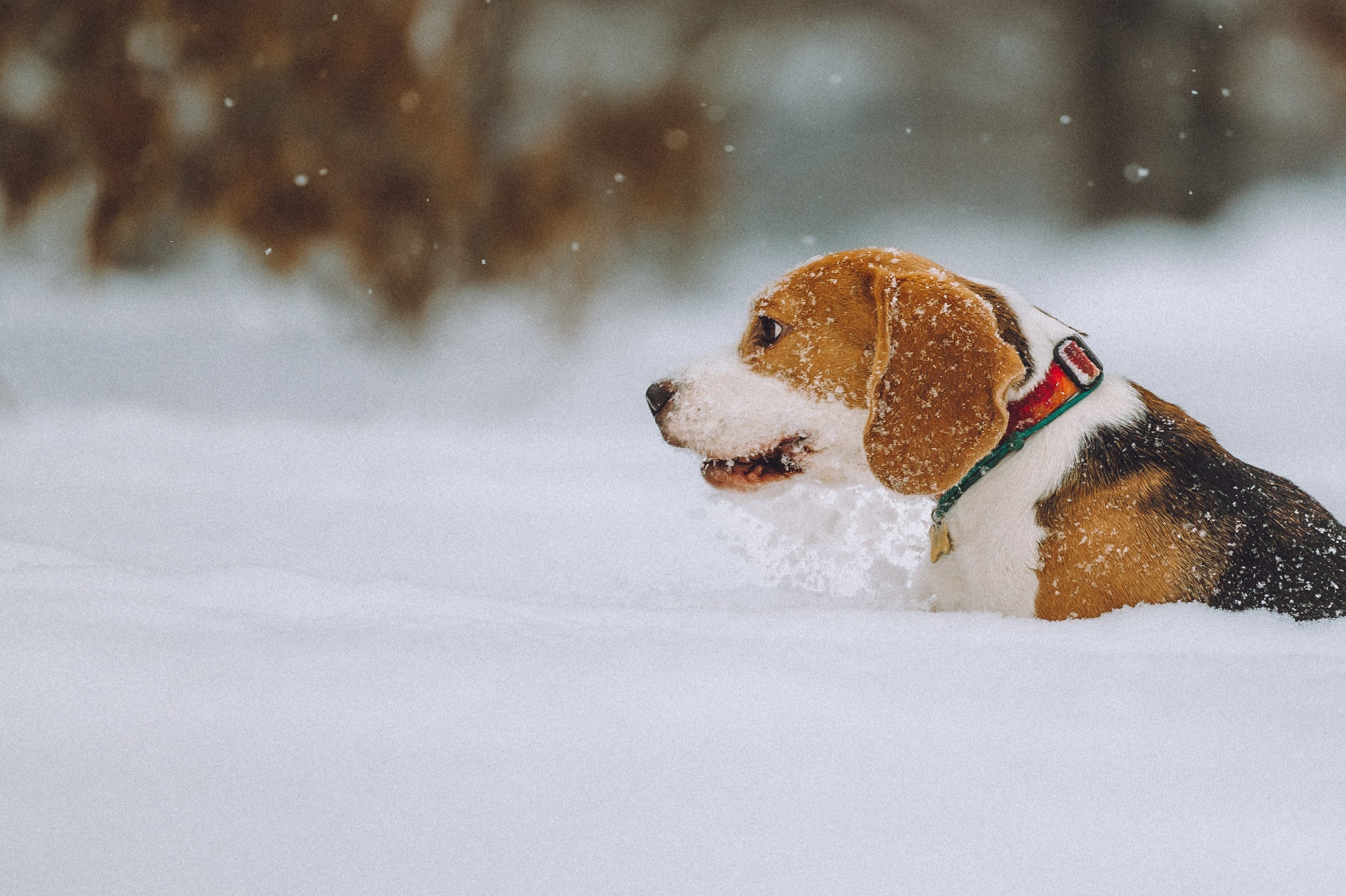 Роман, Портер и Коррес