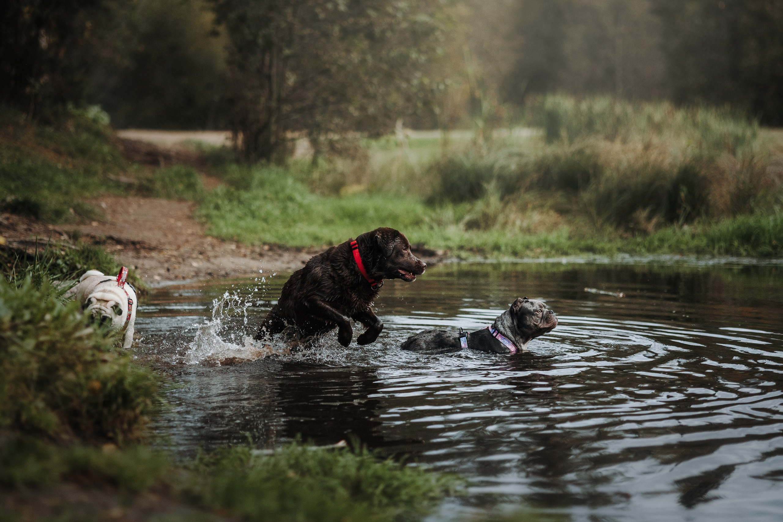 Девочки и их семья. Фотограф — Анималист | Санкт-Петербург