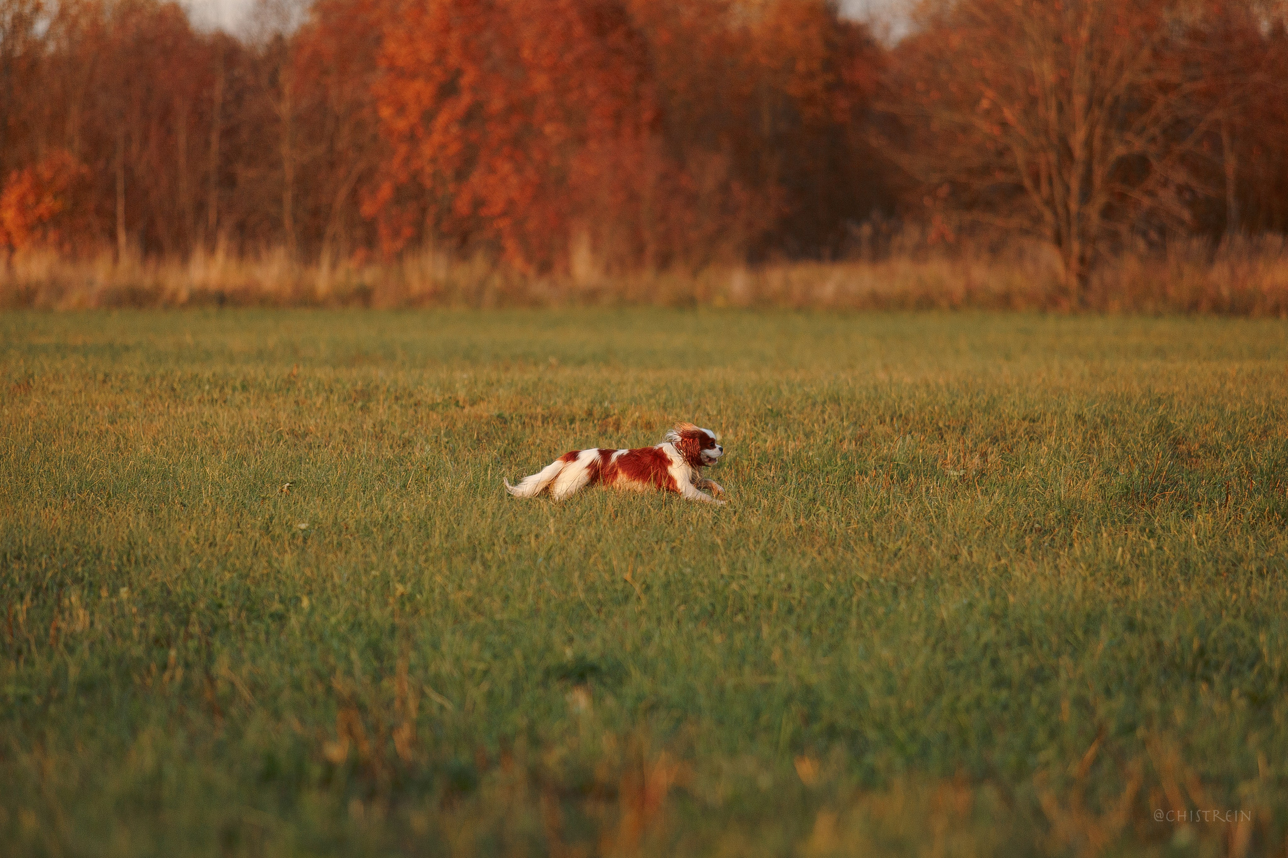 Октябрьский закат в полях. Алина и Лео. Фотограф-анималист Наталия Чистюхина в г. Сосновый Бор и ЛО