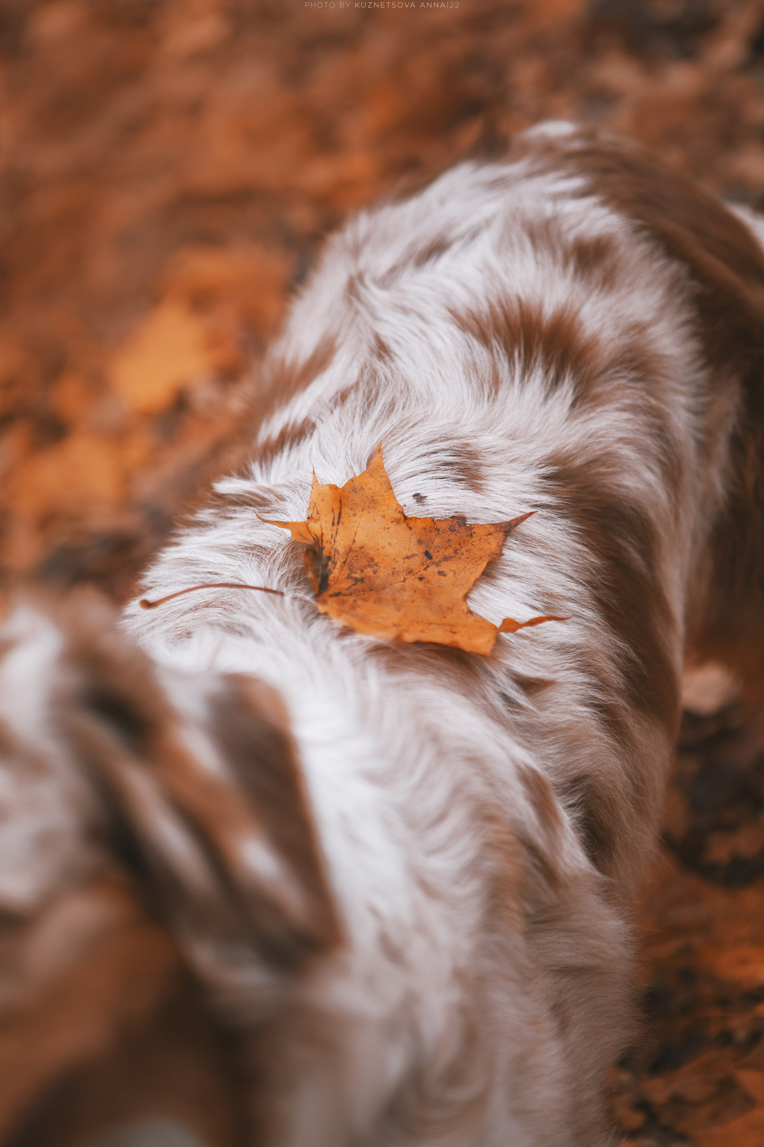 Аусси Галя. Halloween. Фотограф анималист Кузнецова Анна Нижний Новгород