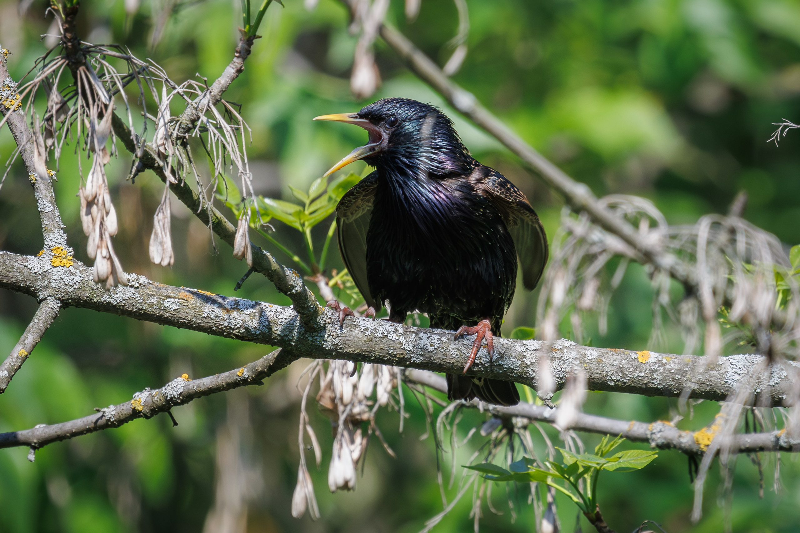 Скворец, г. Люберцы, парк "Наташинский" Снято на Canon EOS R8, RF 600 mm f11.