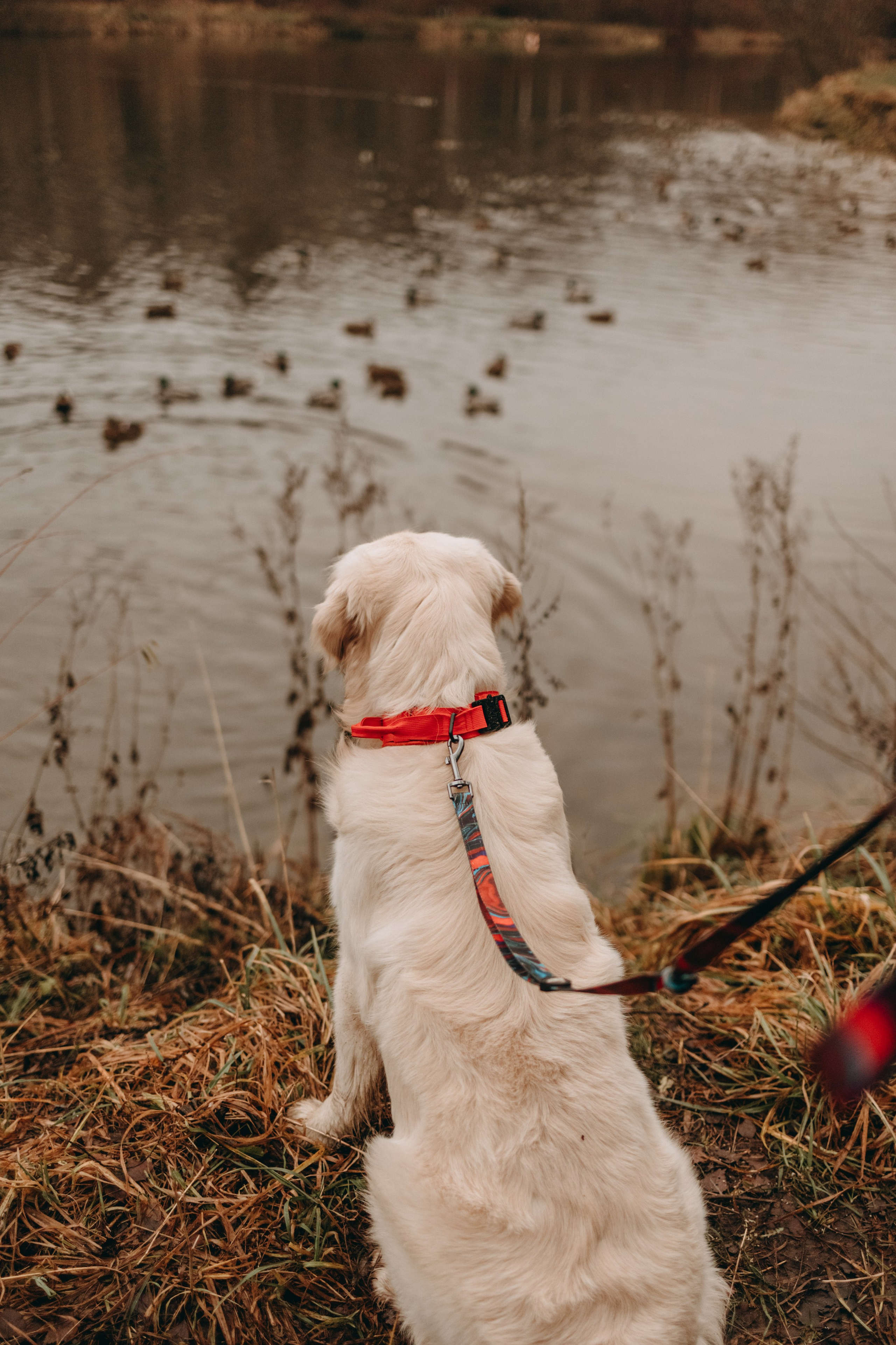 Лаки и его семья. Фотограф — Анималист | Санкт-Петербург