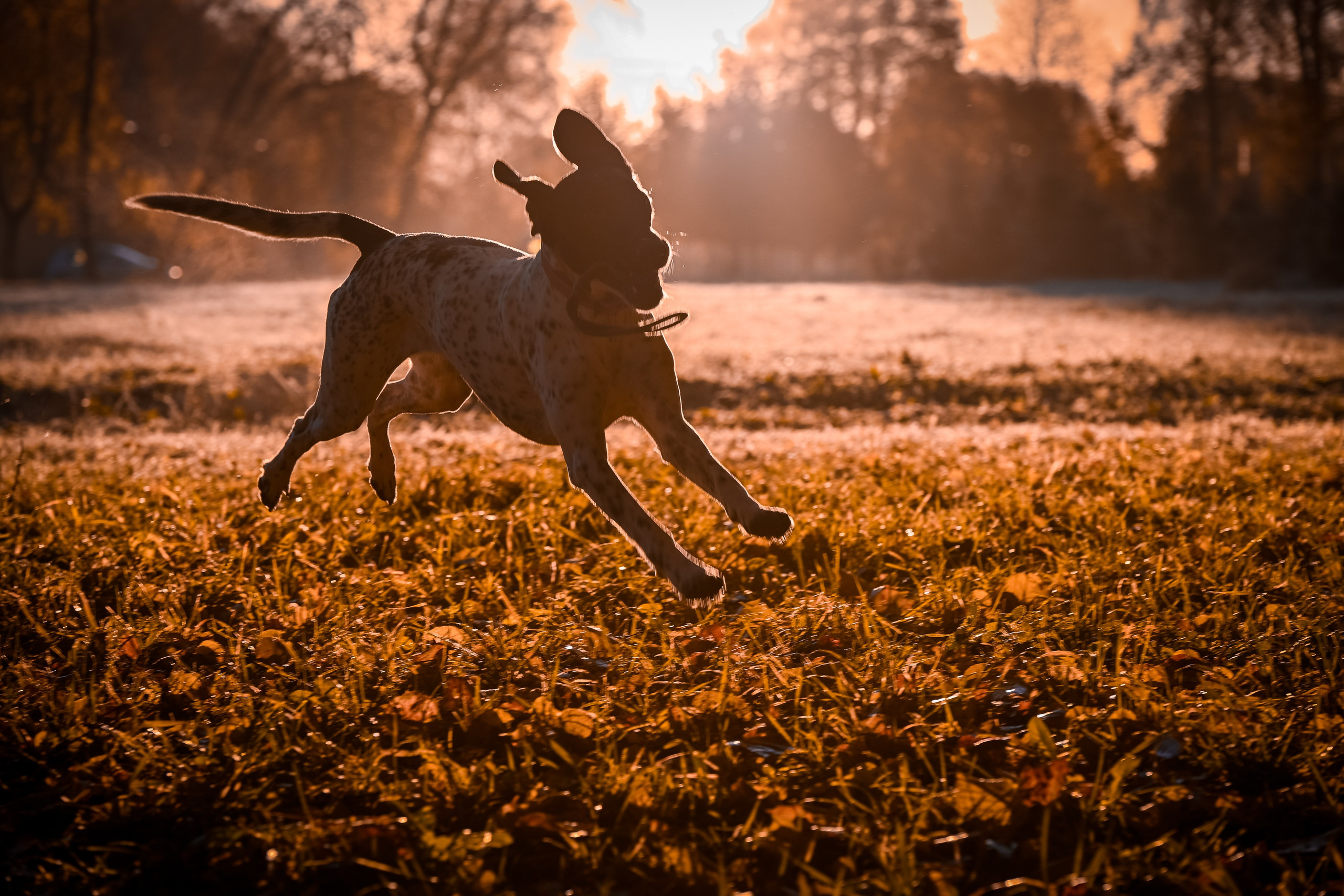Собаки. Фотограф-анималист в Санкт-Петербурге Анастасия Иванова