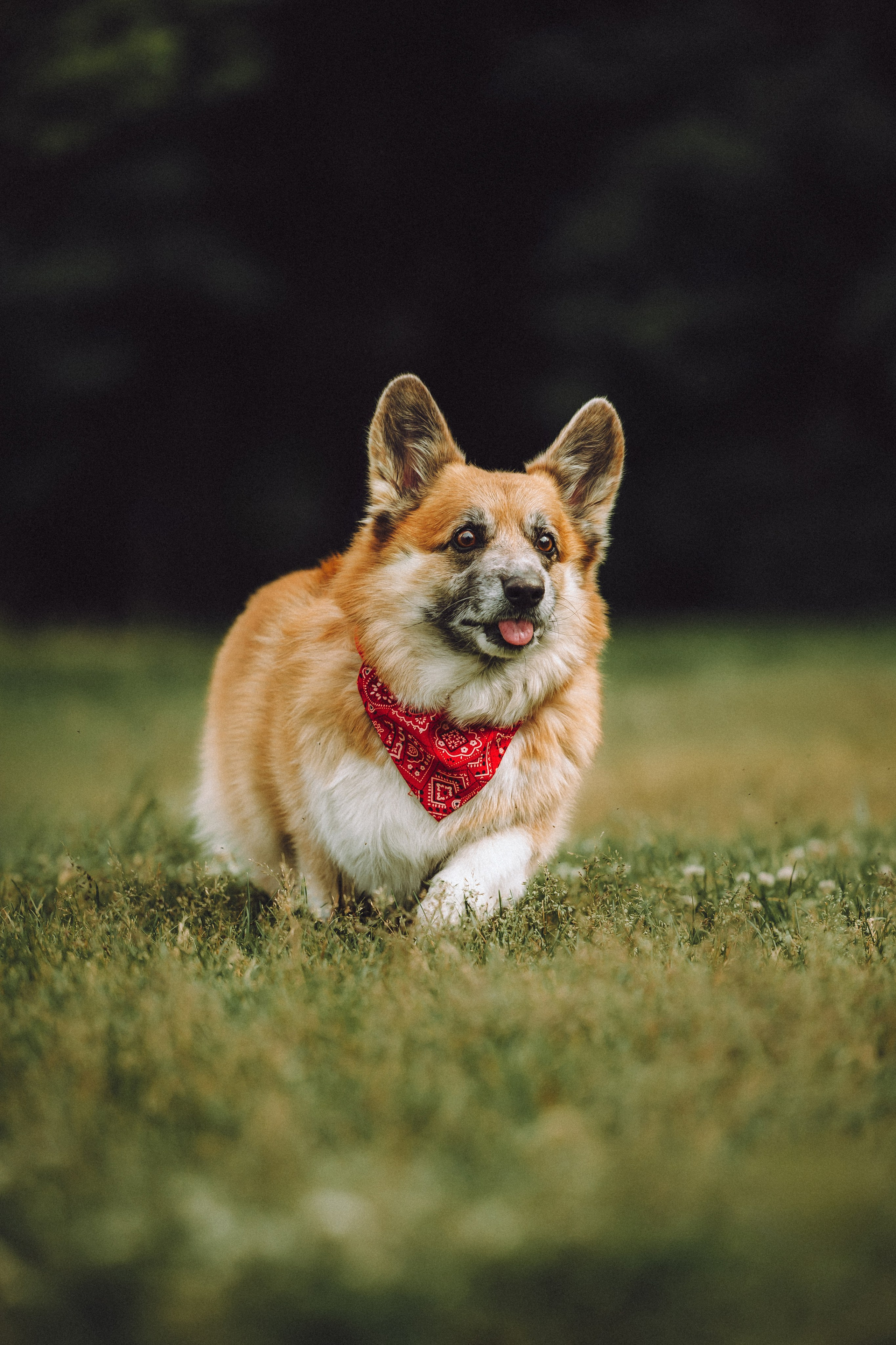 Ира, Леша и Харли