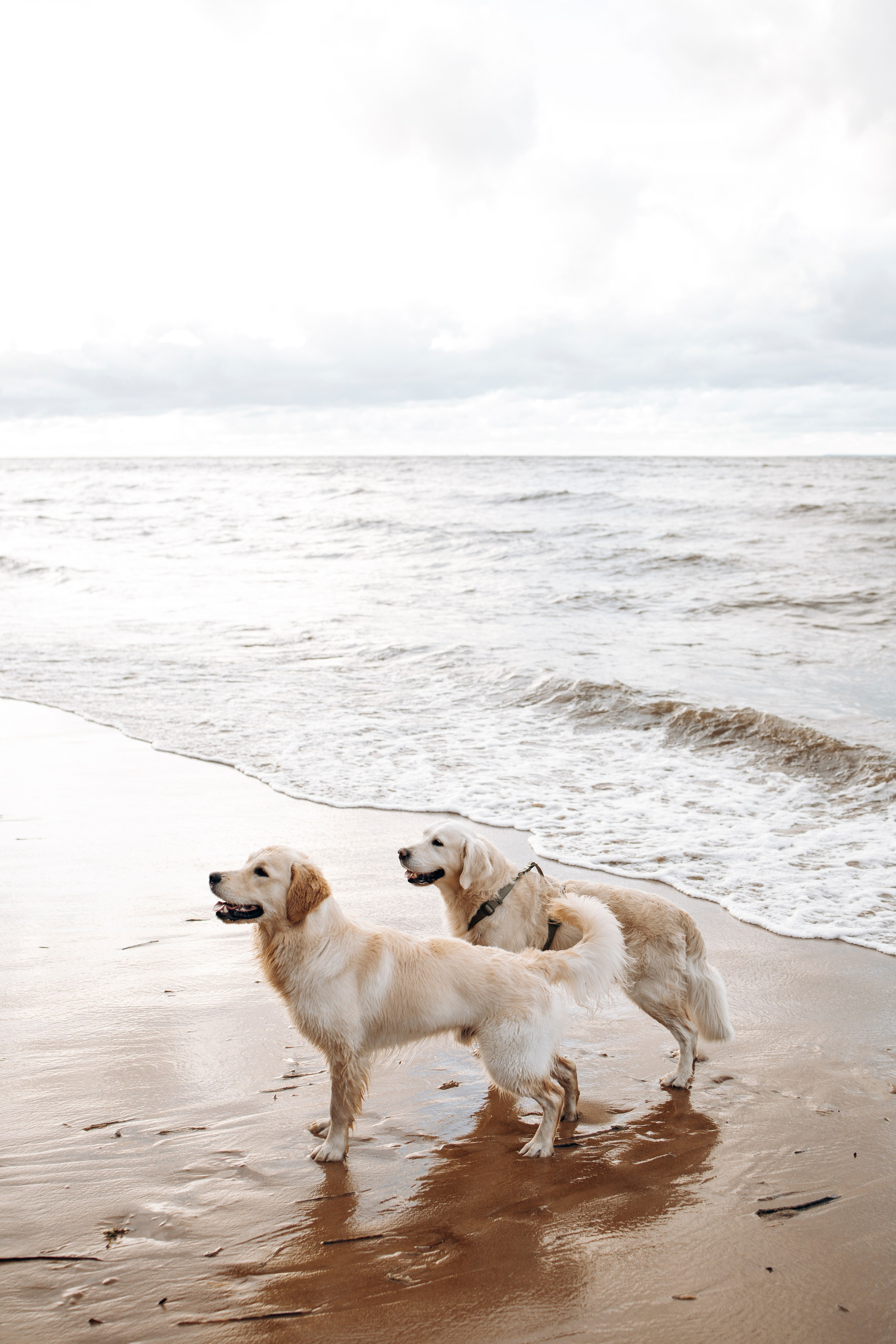 Прогулка Насти с Арчи и Арагоном. Фотограф-анималист в Санкт-Петеребурге Титова Алиса
