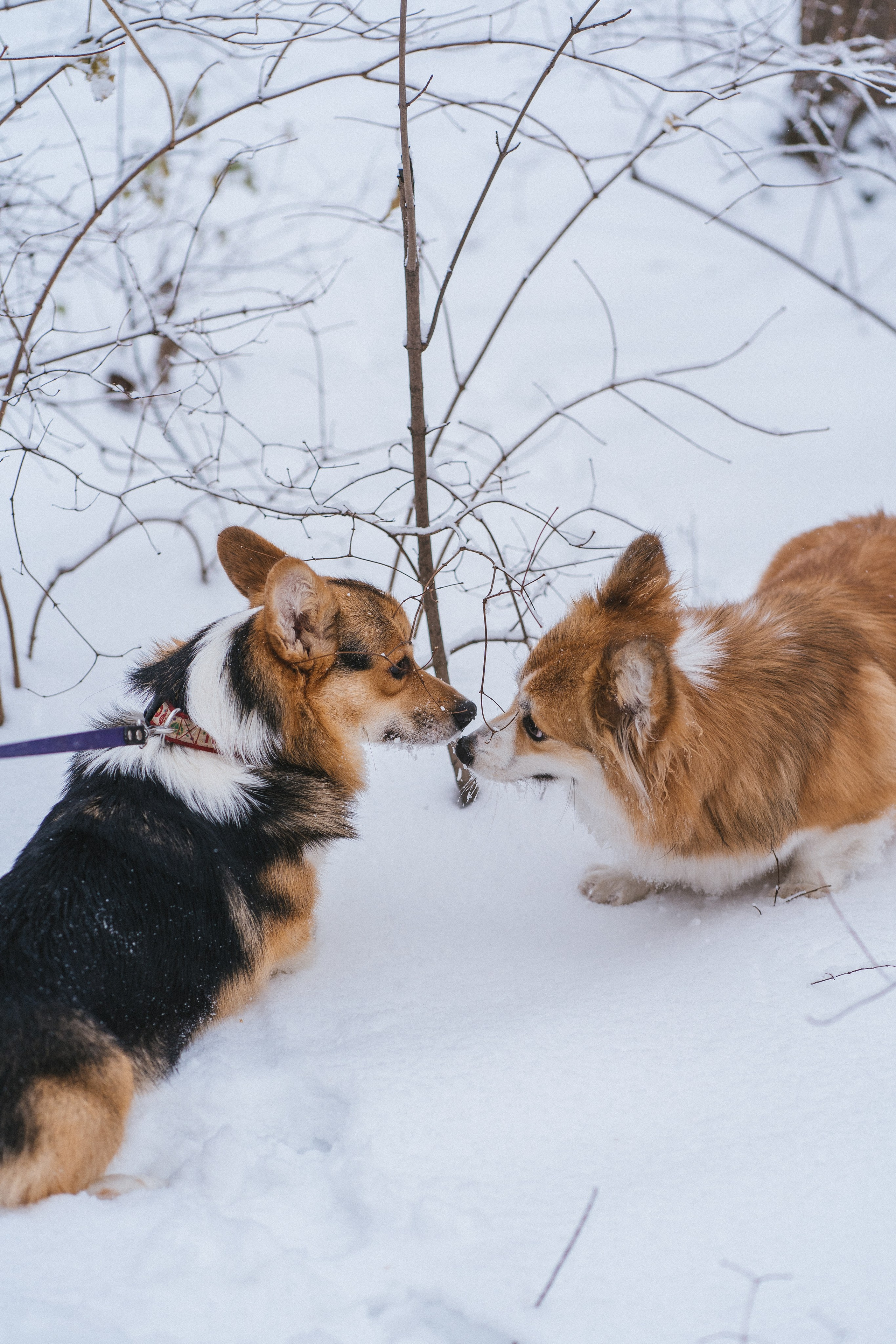 Каспер и Полина. Свадебный фотограф в Москве Анна Полушина