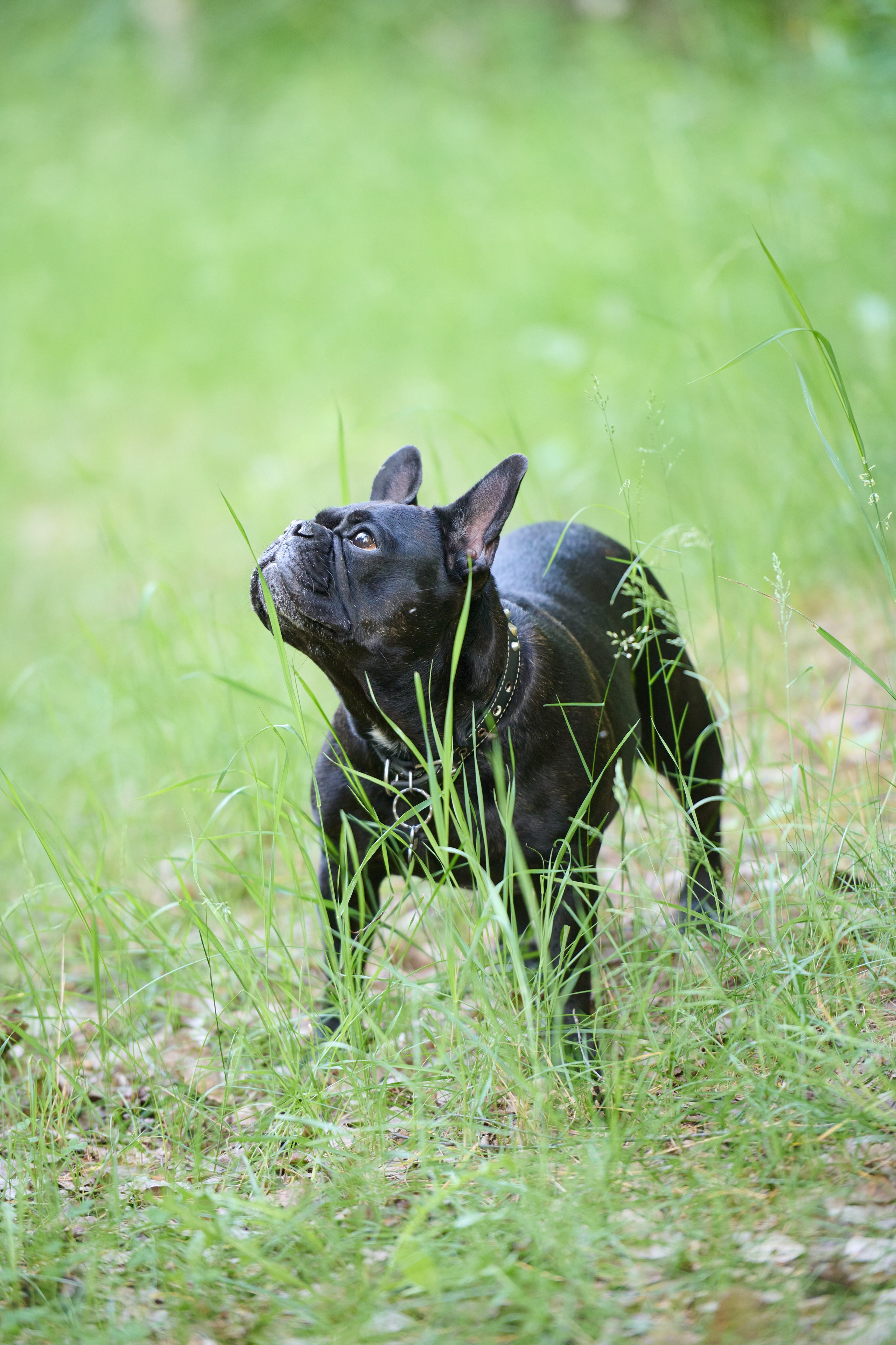 Семейная фотосессия с собакой. Репортажный и семейный фотограф — Шелихов Сергей