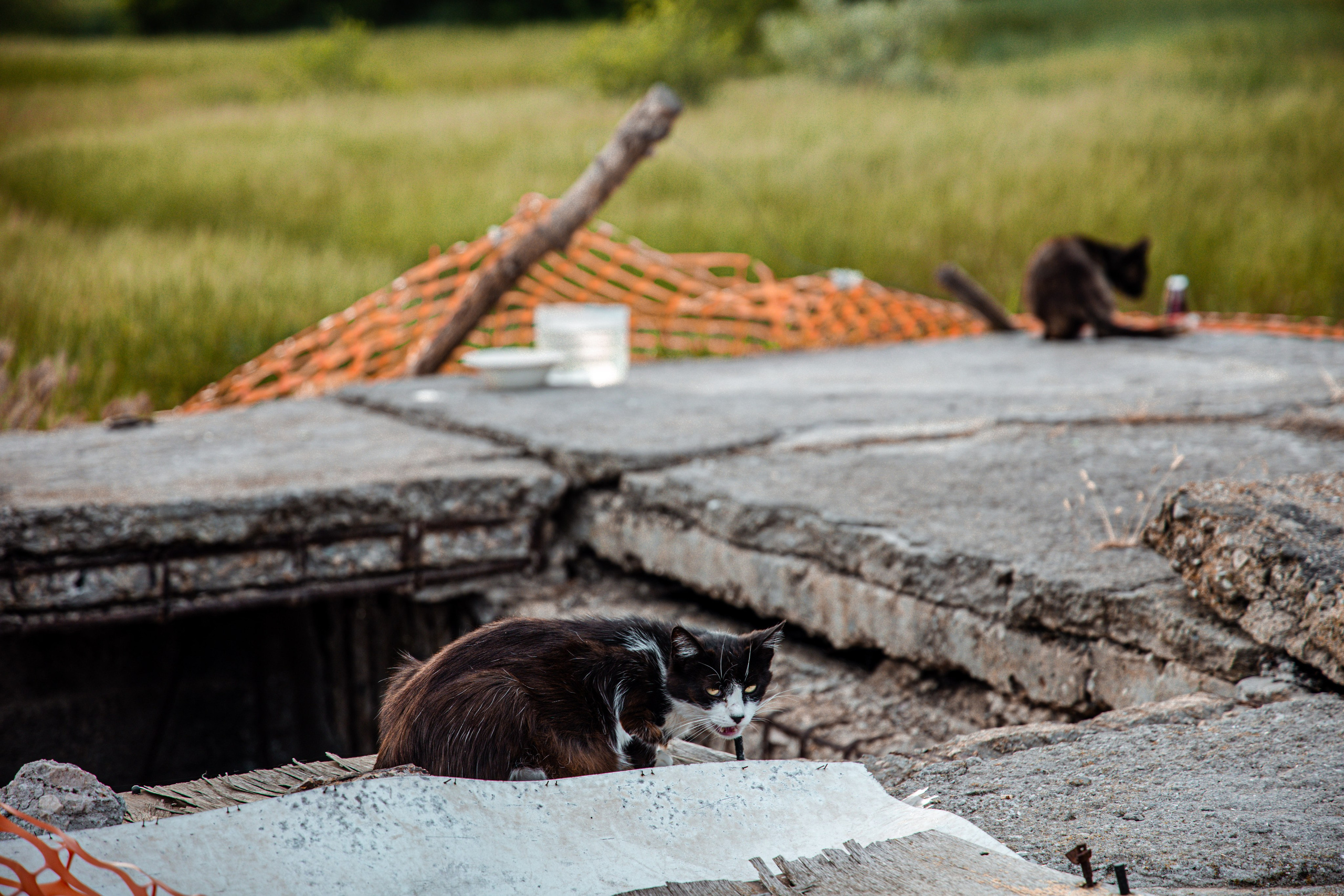 Фотограф Татьяна Марсуверских г. Жуковский, Москва и Мо. Репортажные съёмки, фотосессии,  фотограф анималист, фотосъёмка животных. Фотограф для маркетплейсов, фотоуслуги в Жуковском Татьяна Марсуверских