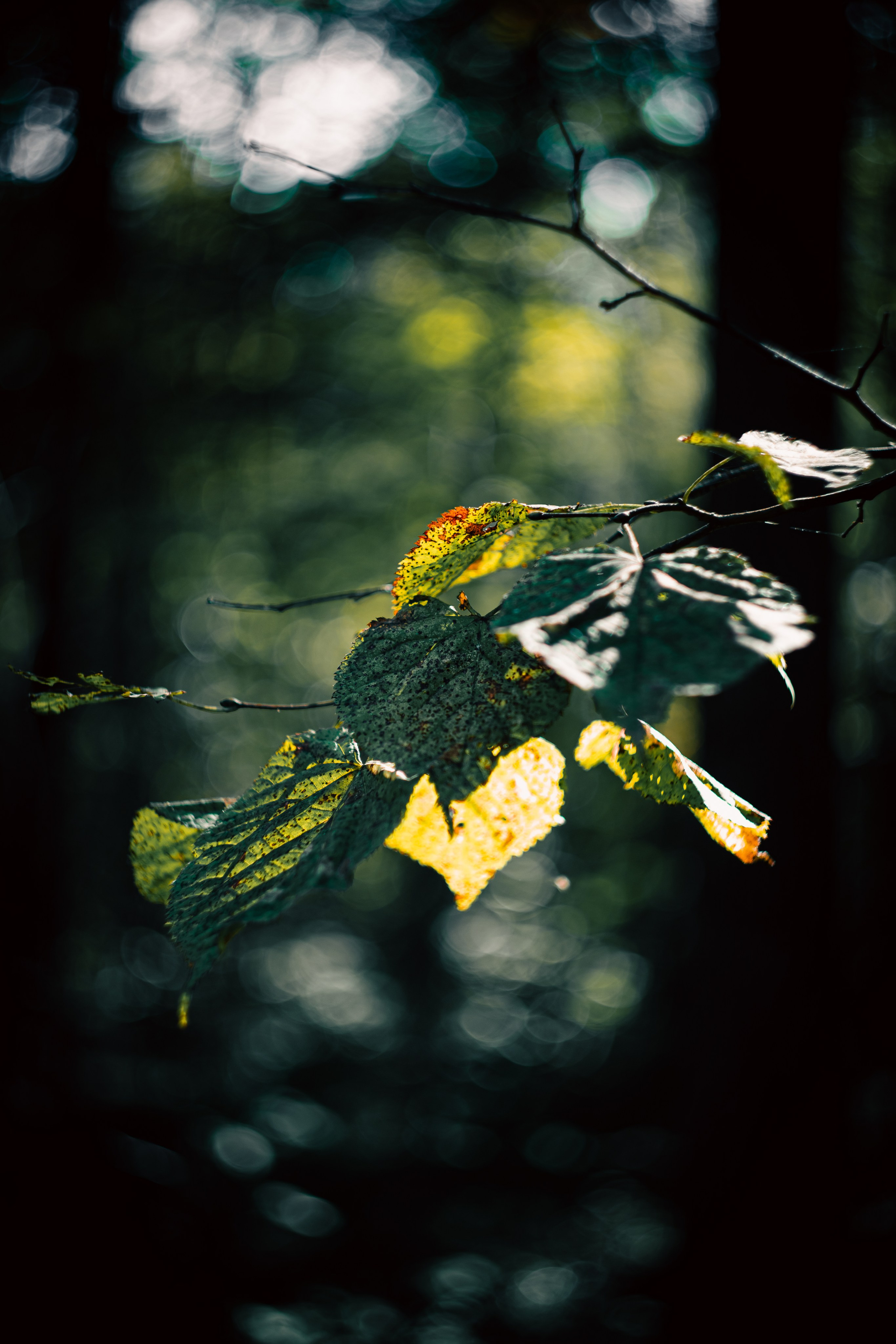 Сентябрь 2024. Efremovaphoto.ru