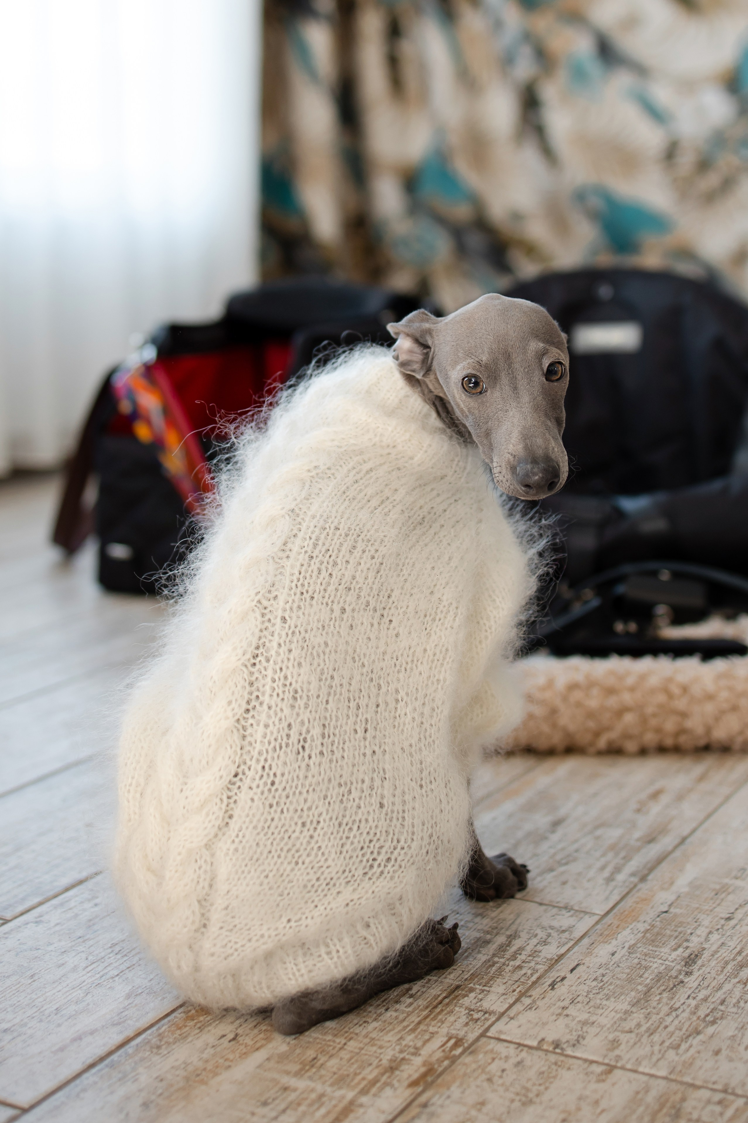 Одежда. Профессиональный питомник левреток РКФ/FCI ASTI SAPPHIRE 💎 Сочи|Санкт-Петербург