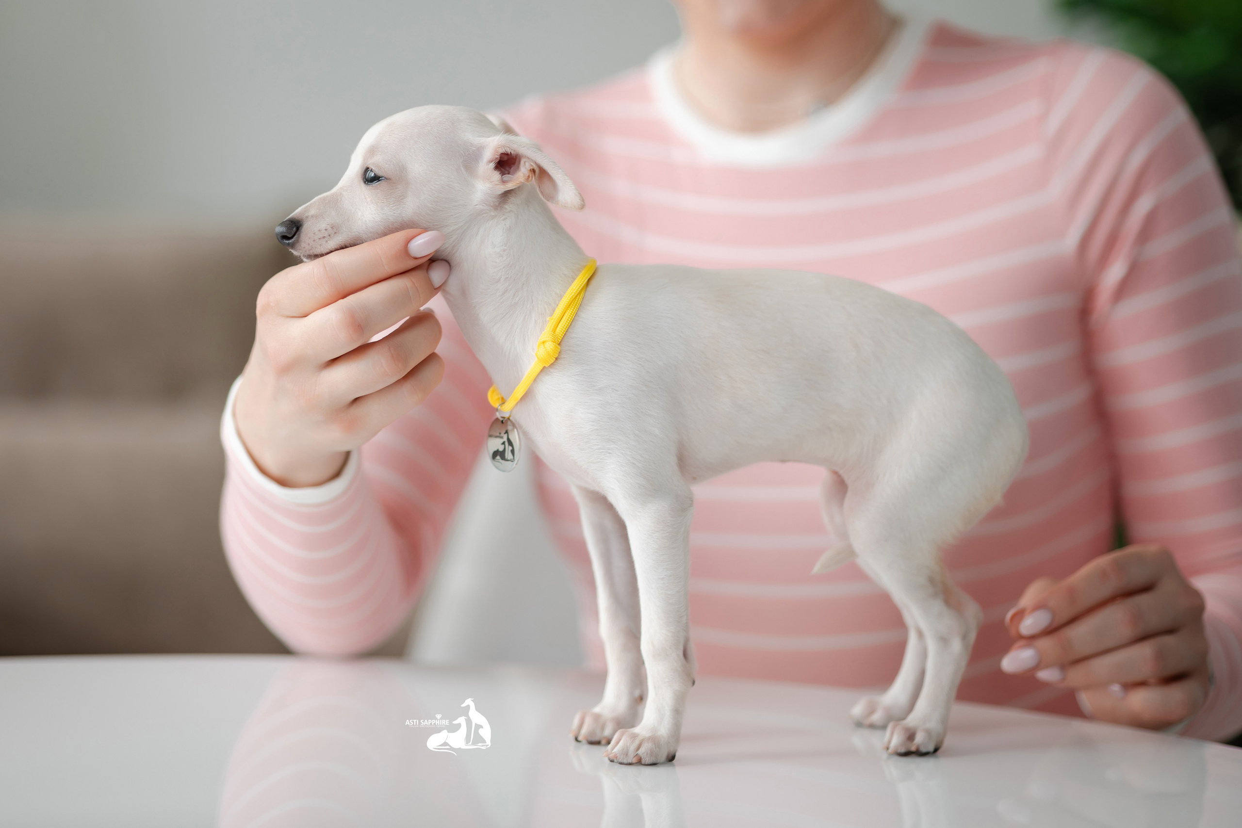 Белоснежные. Professional Italian Greyhound Kennel RKF/FCI ASTI SAPPHIRE 💎 Sochi|St. Petersburg