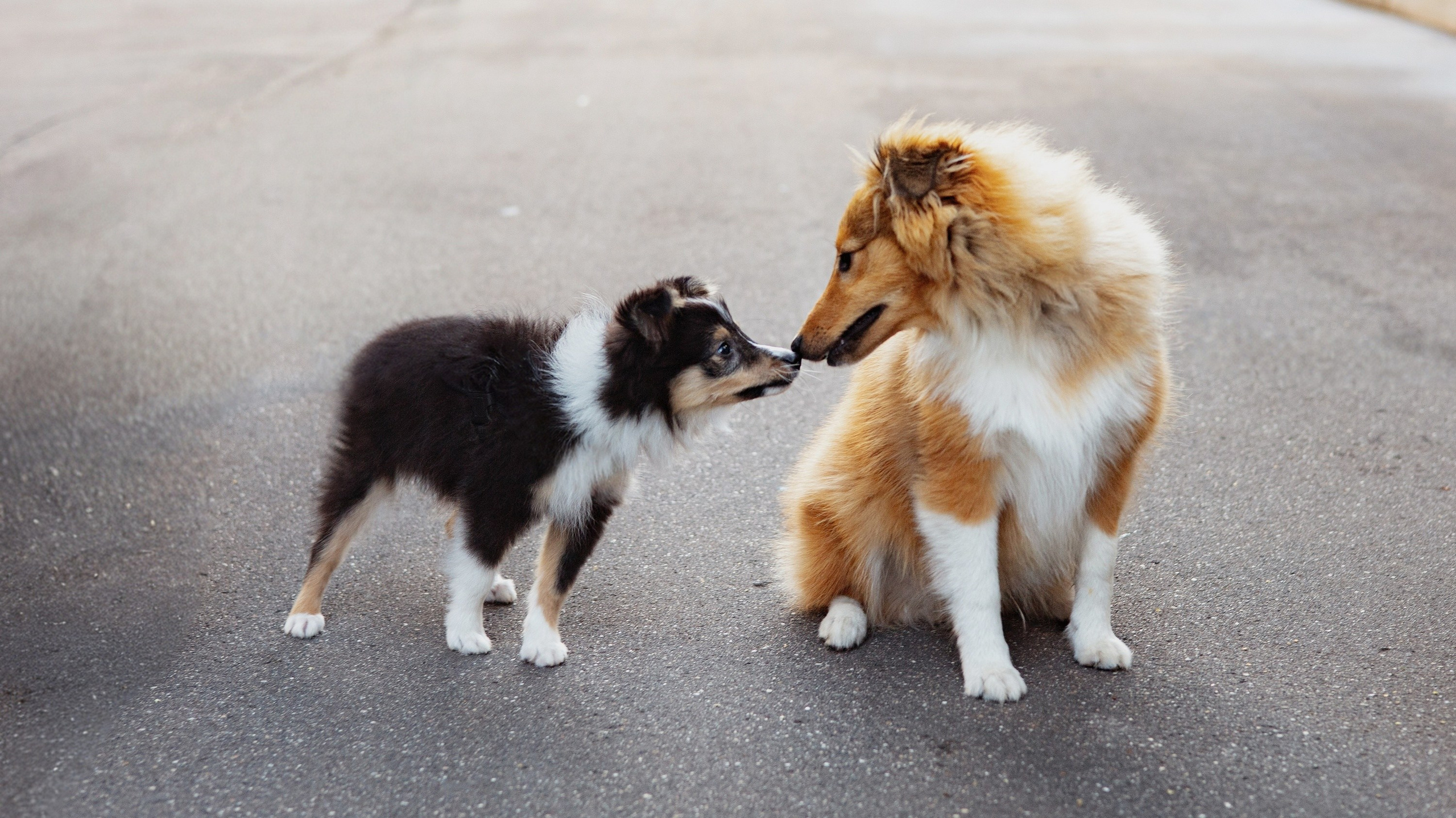 Аксель. Художник и Фотограф Тимохина Юлия