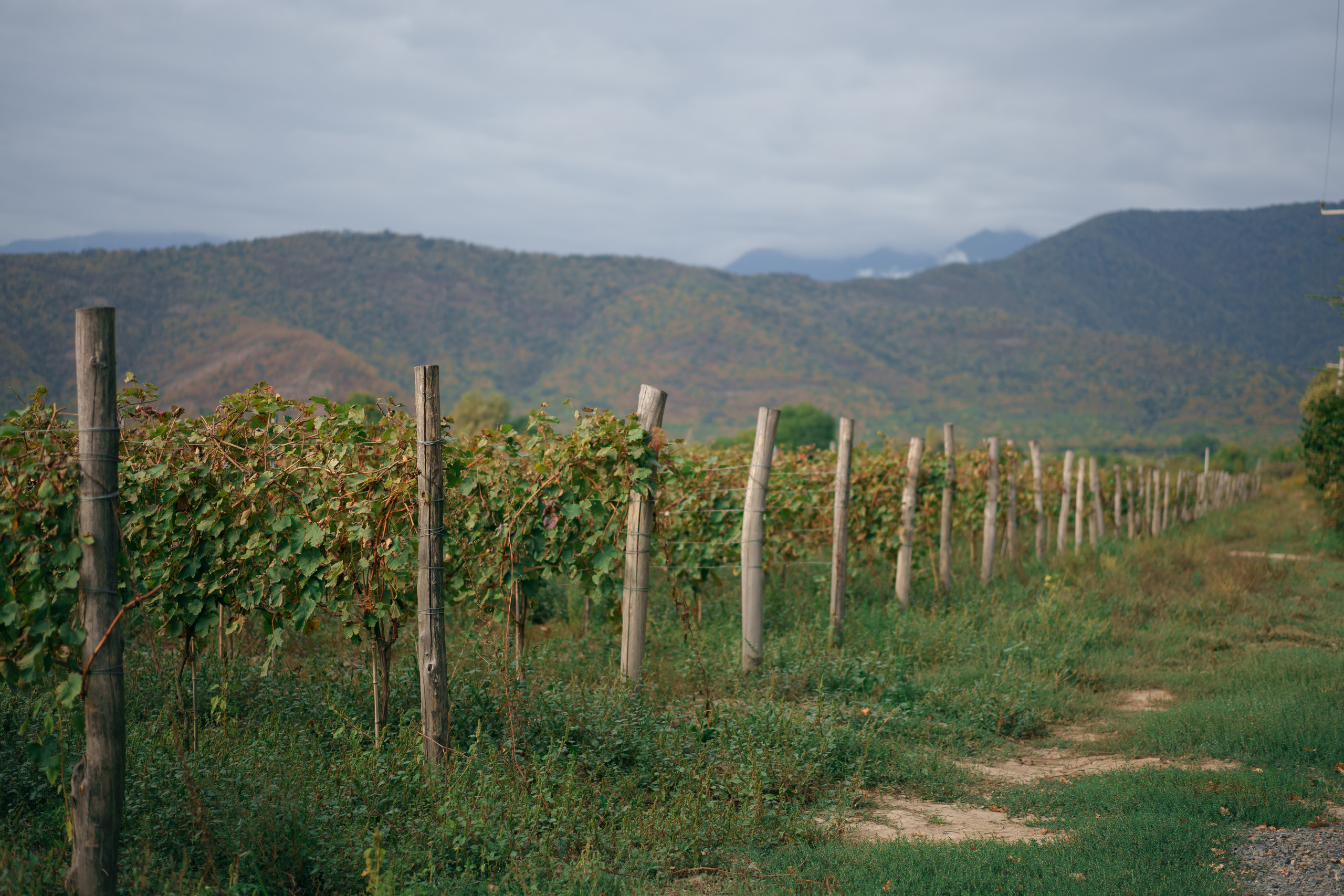 Винные истории. Свадебный фотограф в Санкт-Петербурге Никита Селиверстов