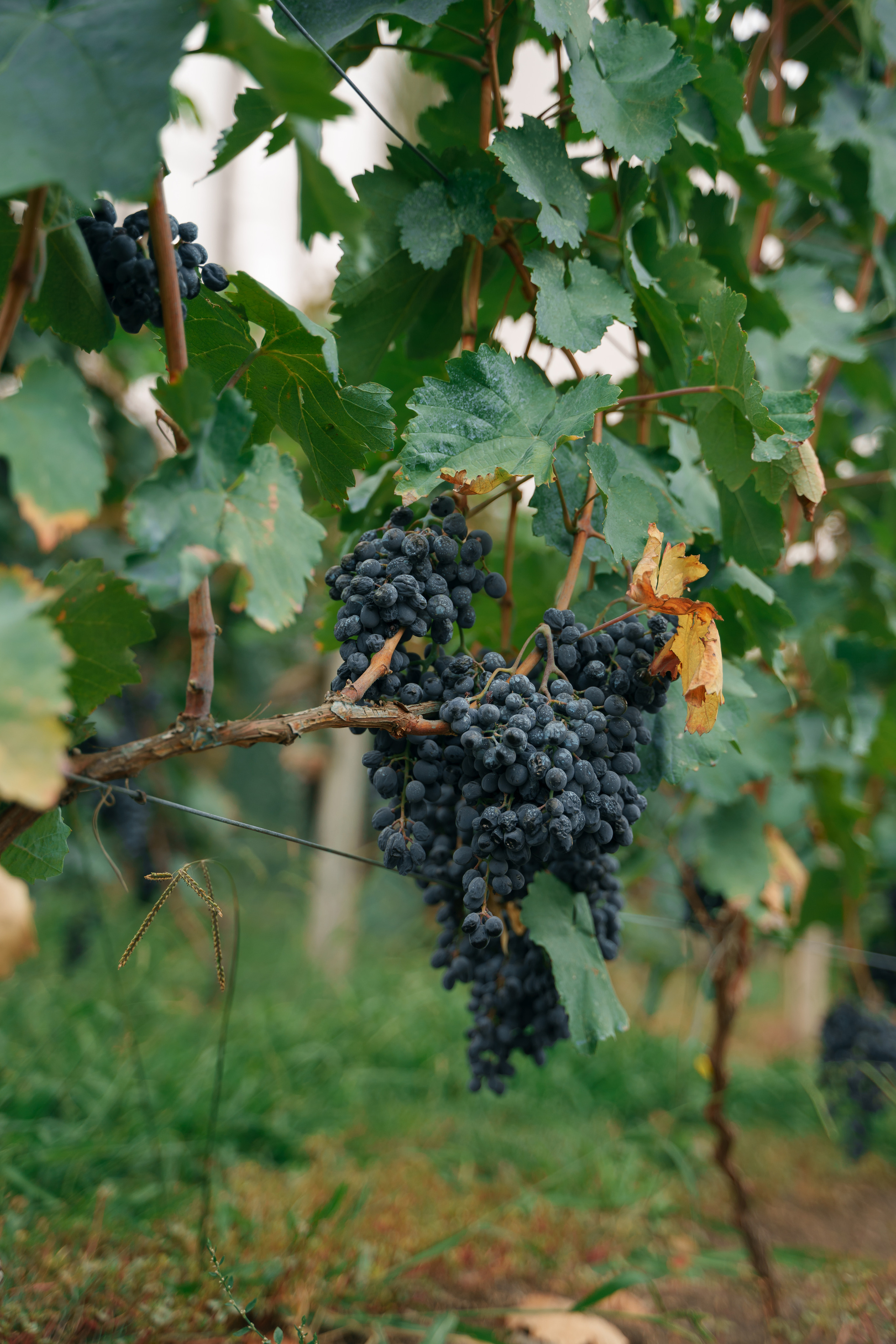 Винные истории. Свадебный фотограф в Санкт-Петербурге Никита Селиверстов