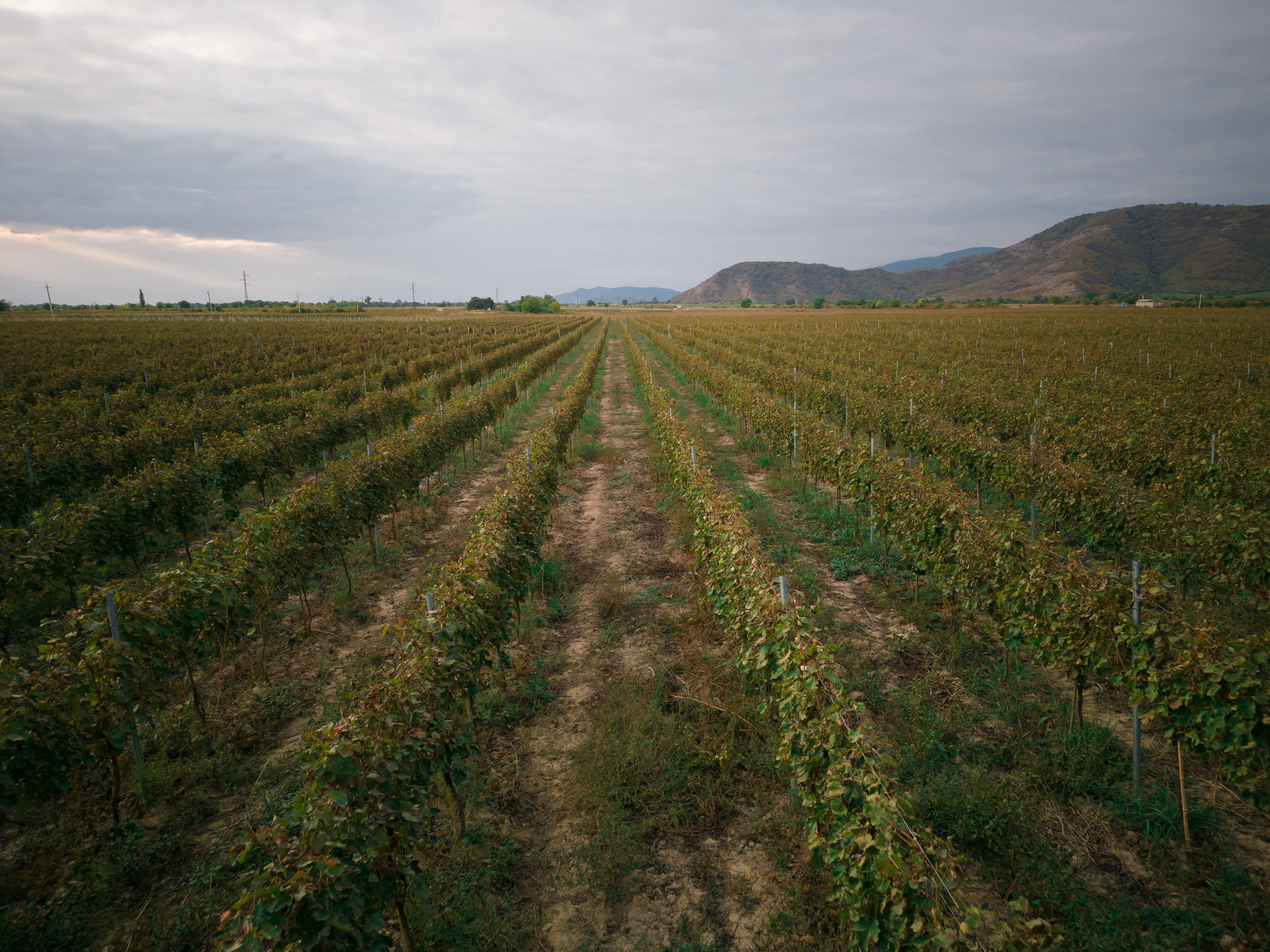 Винные истории. Свадебный фотограф в Санкт-Петербурге Никита Селиверстов