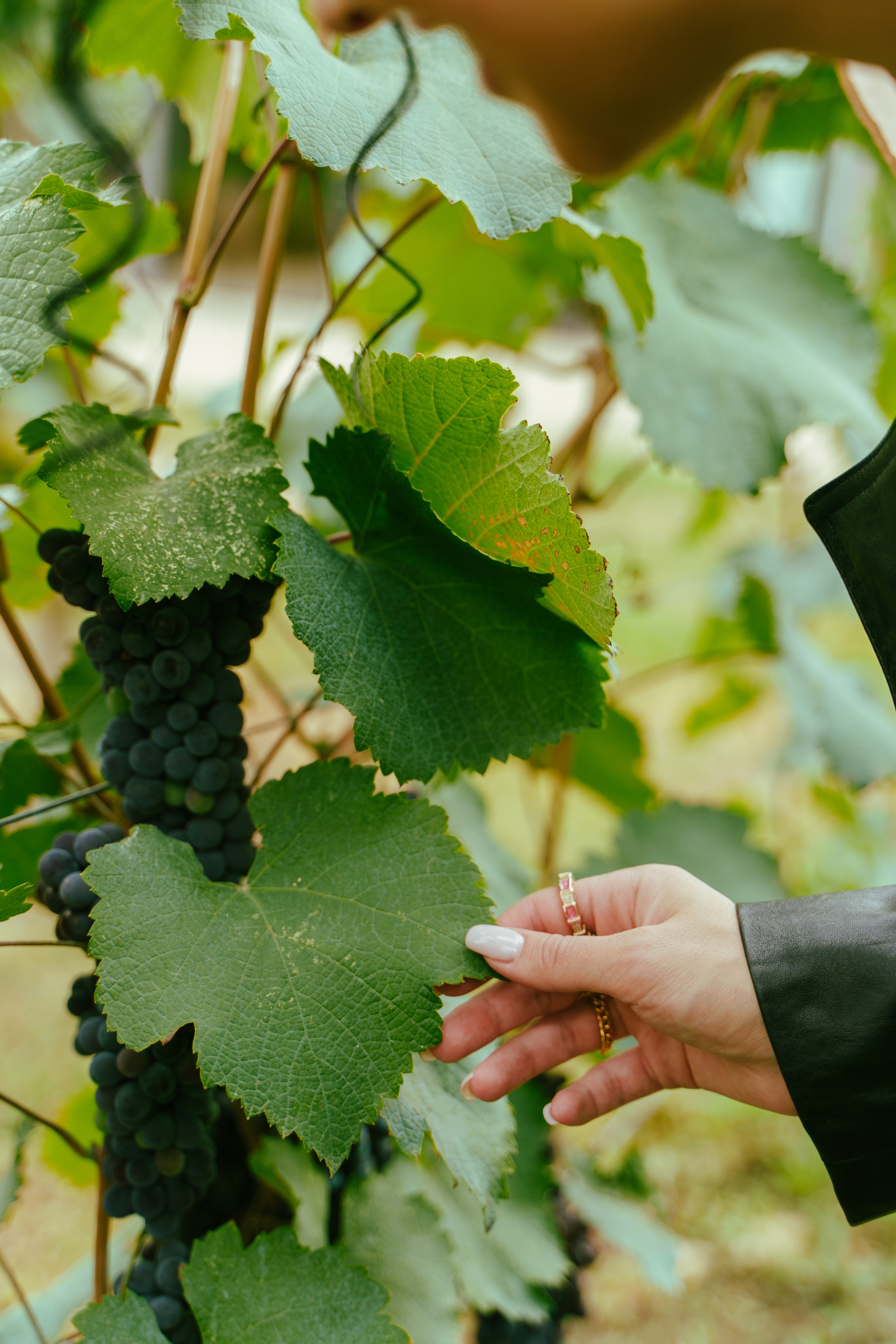 Винные истории. Свадебный фотограф в Санкт-Петербурге Никита Селиверстов
