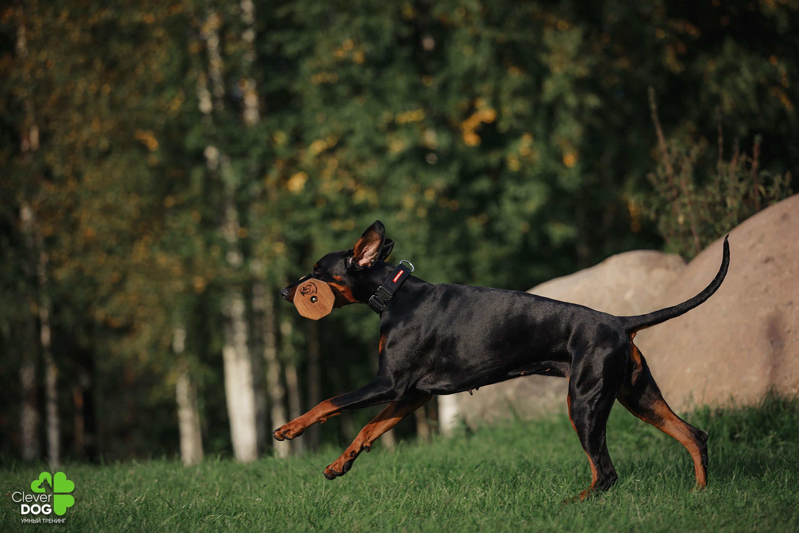 Кинологический лагерь CleverDog, 2024. Фотограф-анималист Mary Mart — Москва, Питер