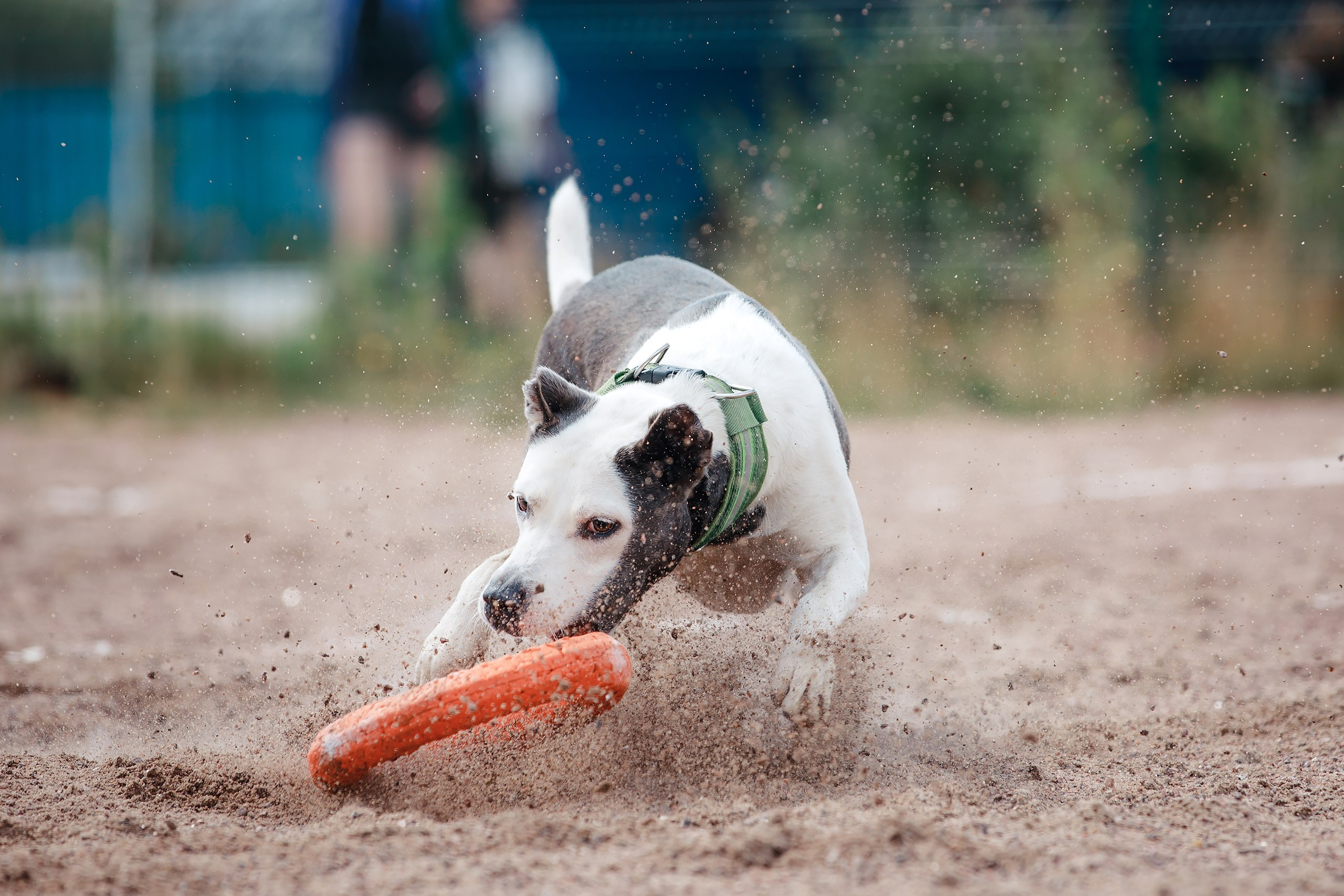 Питч&Гоу + веселые старты. Фотограф-анималист Mary Mart — Москва, Питер