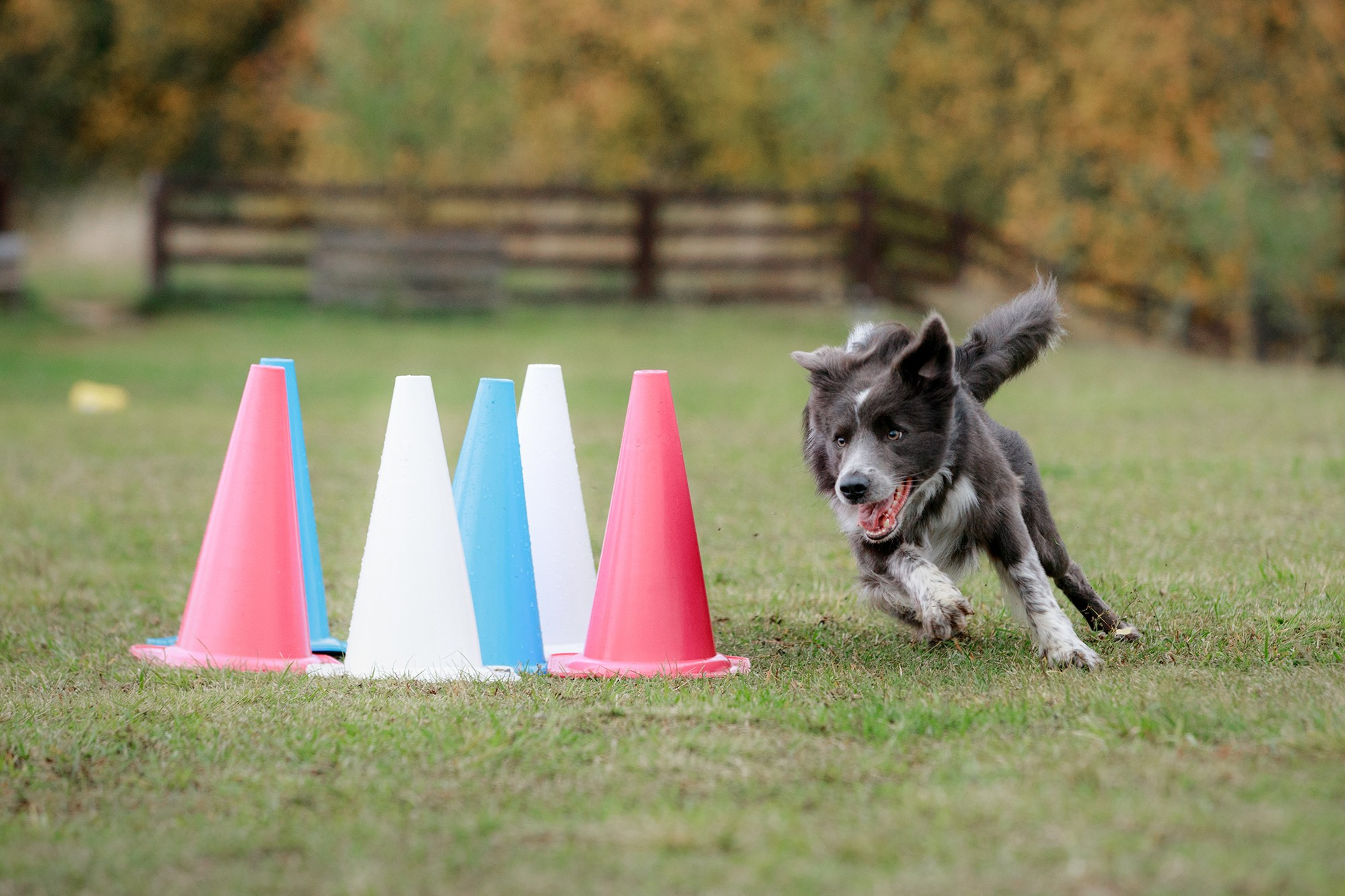Лагерь по ОБД с Инной Баженовой. Фотограф-анималист Mary Mart — Москва, Питер